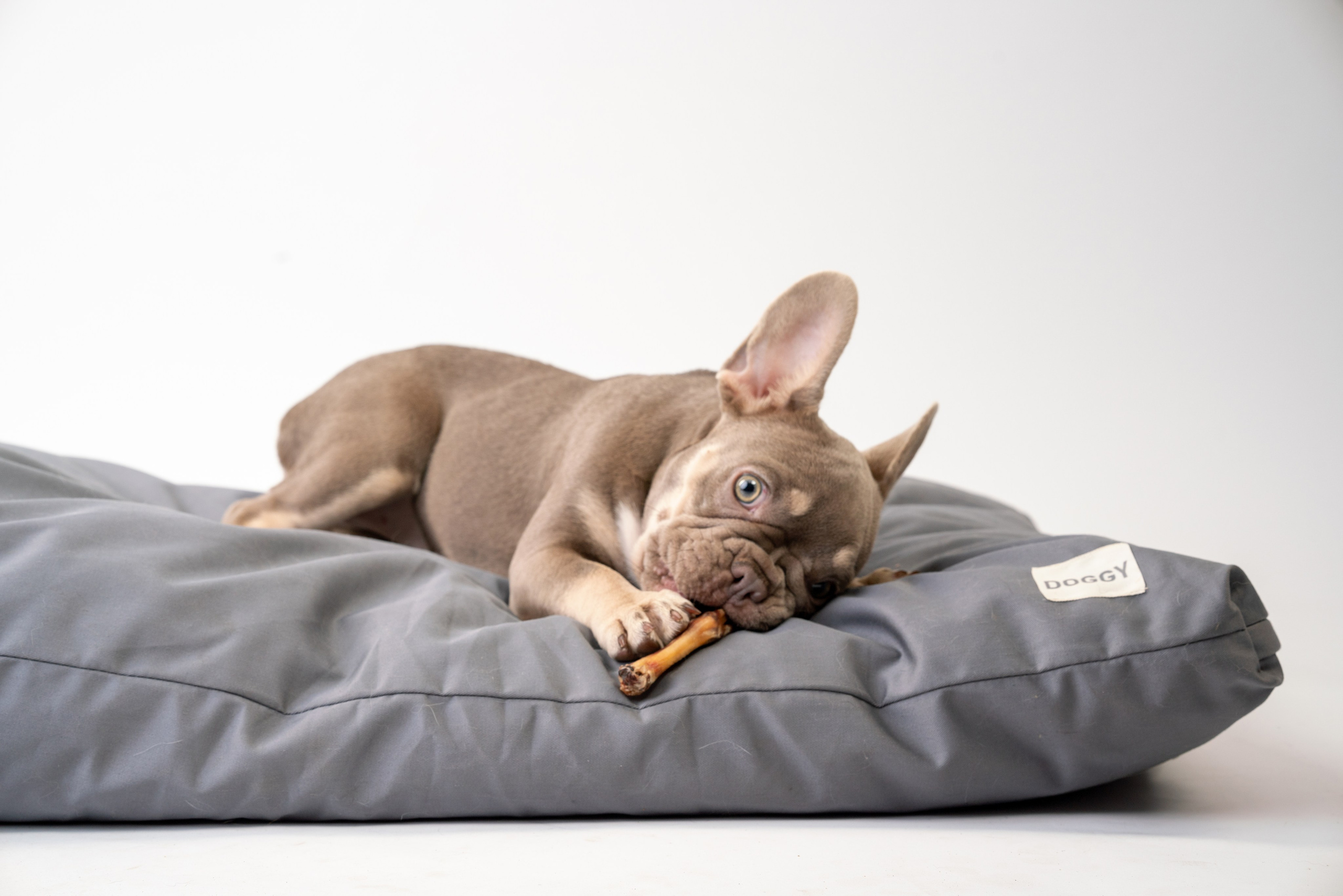 Лакомства Woofa. Фотограф анималист Осипчикова Мария