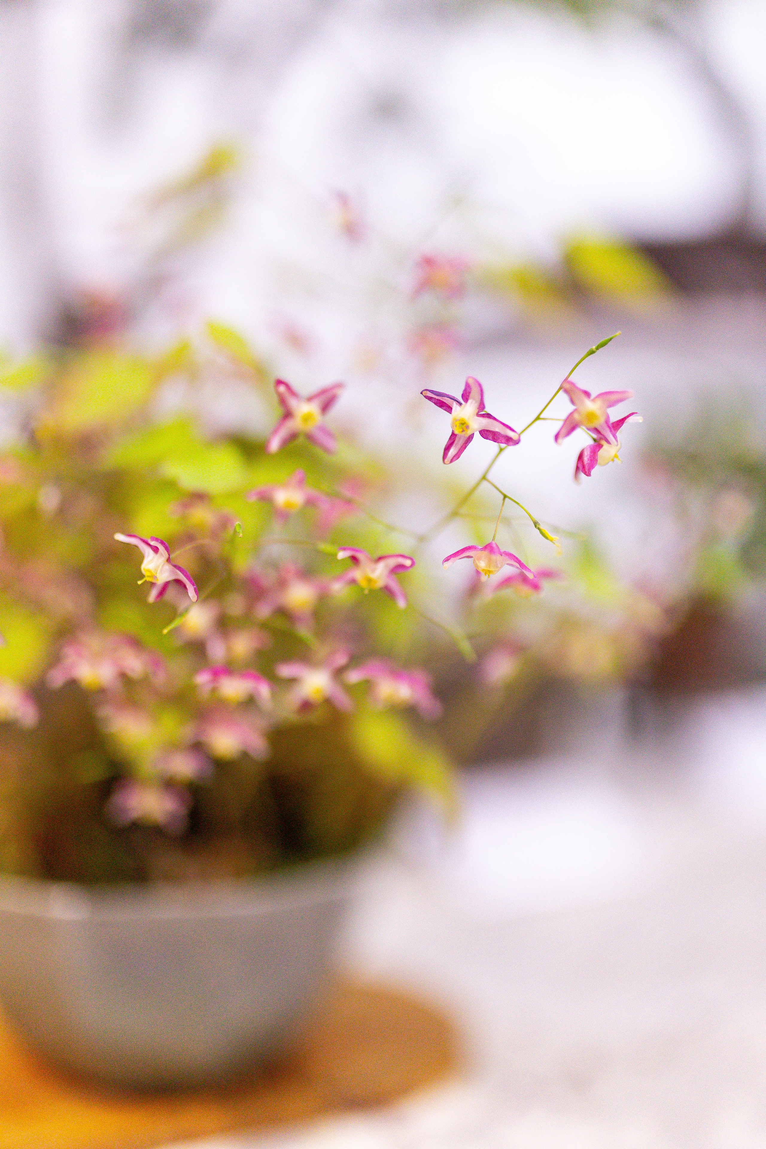 Орхидиум май 2025. Александра Куликова фотограф, Москва