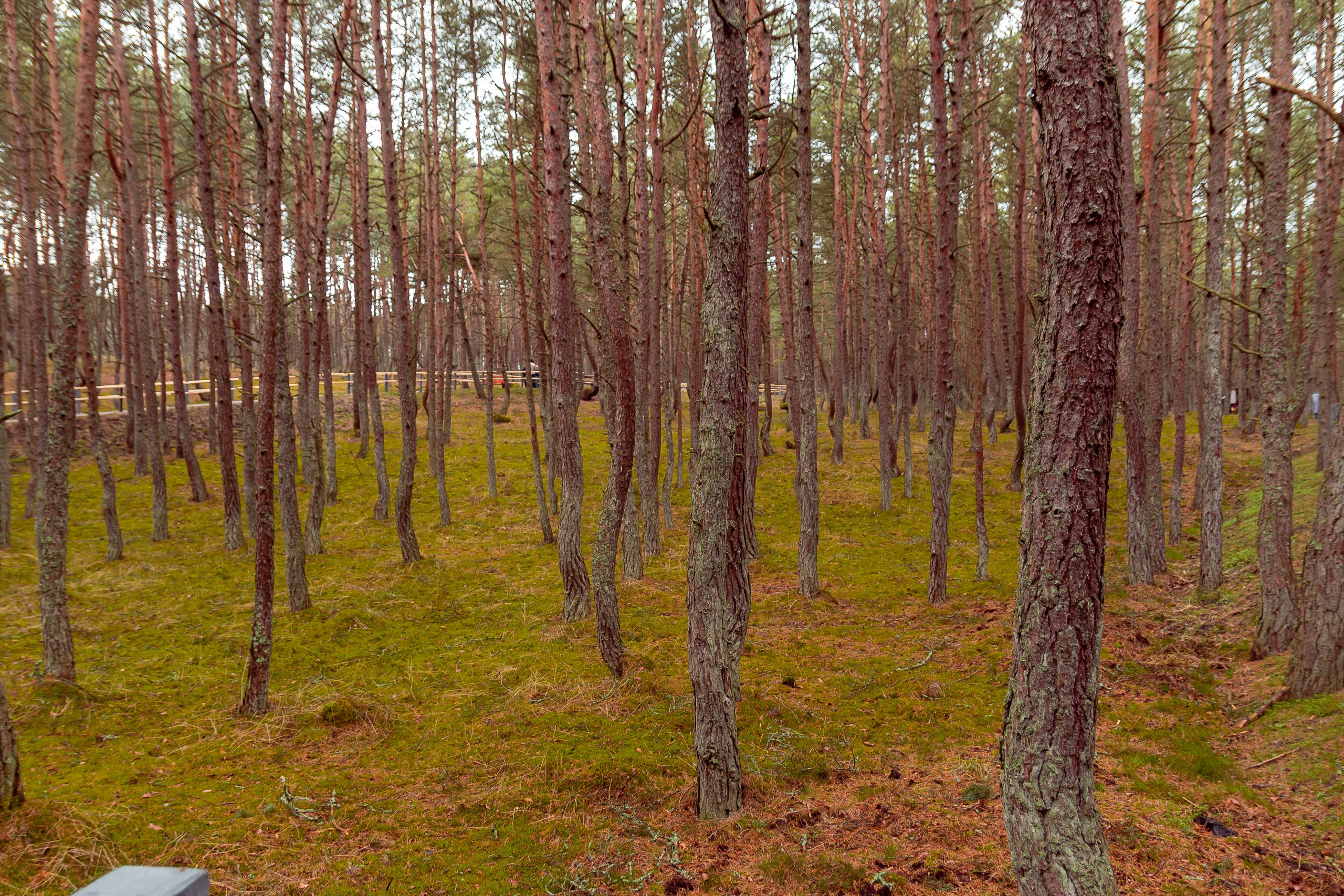 Алина и Иван | Куршская коса. Фотограф Елена Медок Калининград