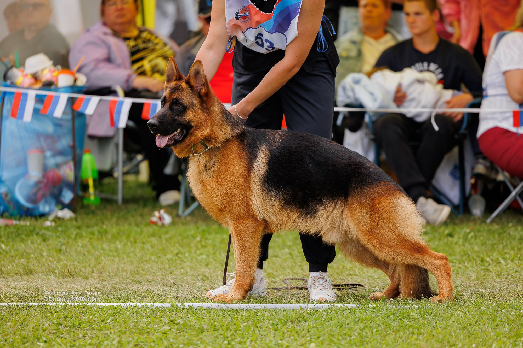 Немецкие овчарки: фото из рингов и вне ринга, мутпроба (фотографии с выставок). Фотограф собак, фотограф-анималист Аня Титова (Titanya). Москва