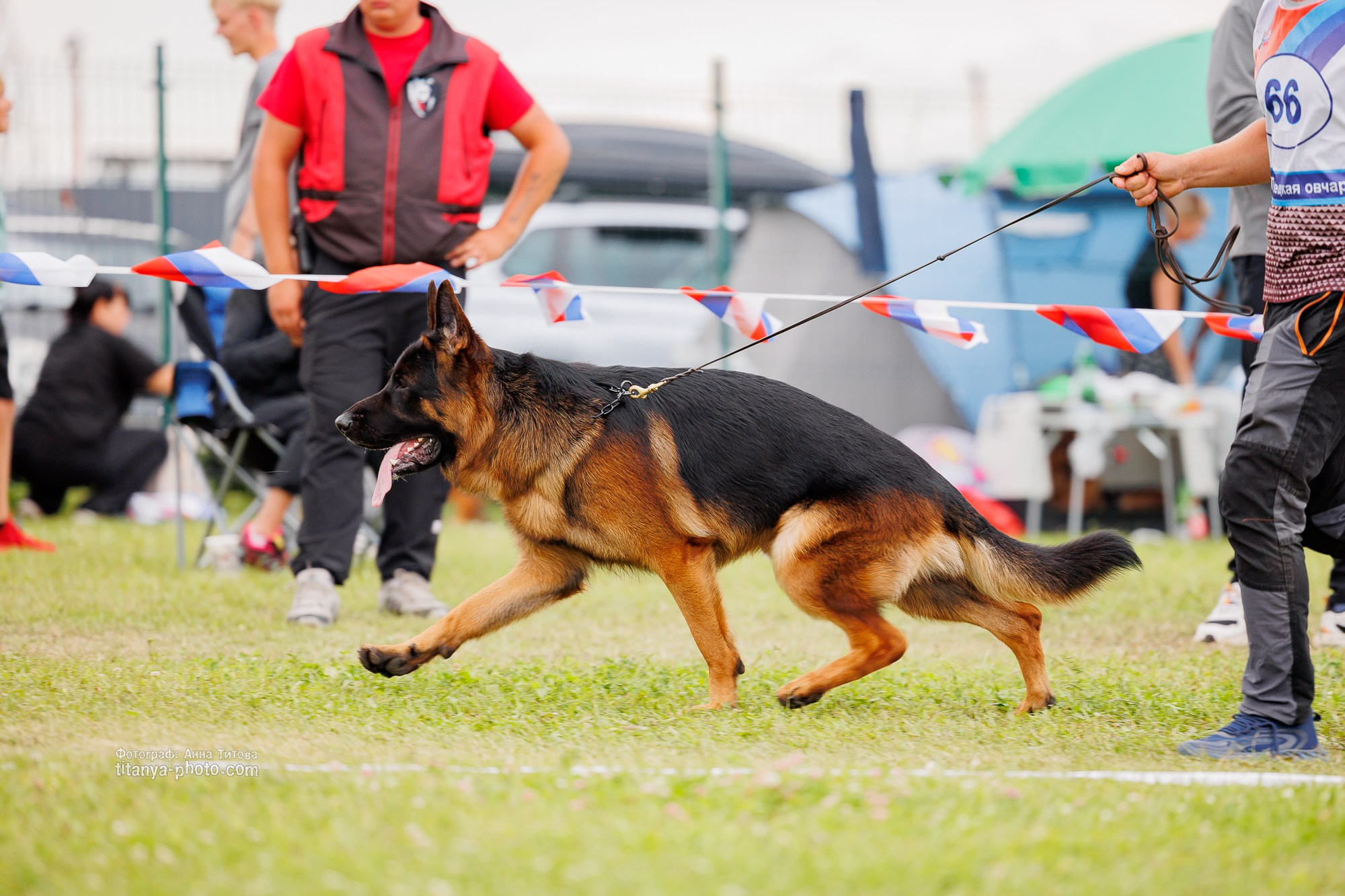 Немецкие овчарки: фото из рингов и вне ринга, мутпроба (фотографии с выставок). Фотограф собак, фотограф-анималист Аня Титова (Titanya). Москва