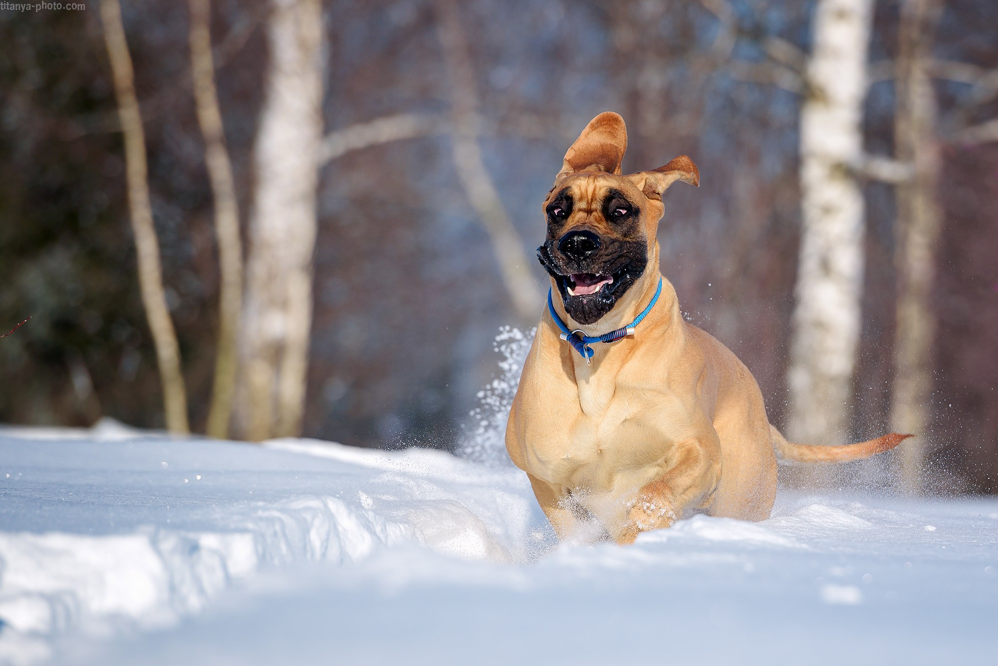 Фотография собак, фотограф-анималист Москва. Фотограф собак, фотограф-анималист Аня Титова (Titanya). Москва