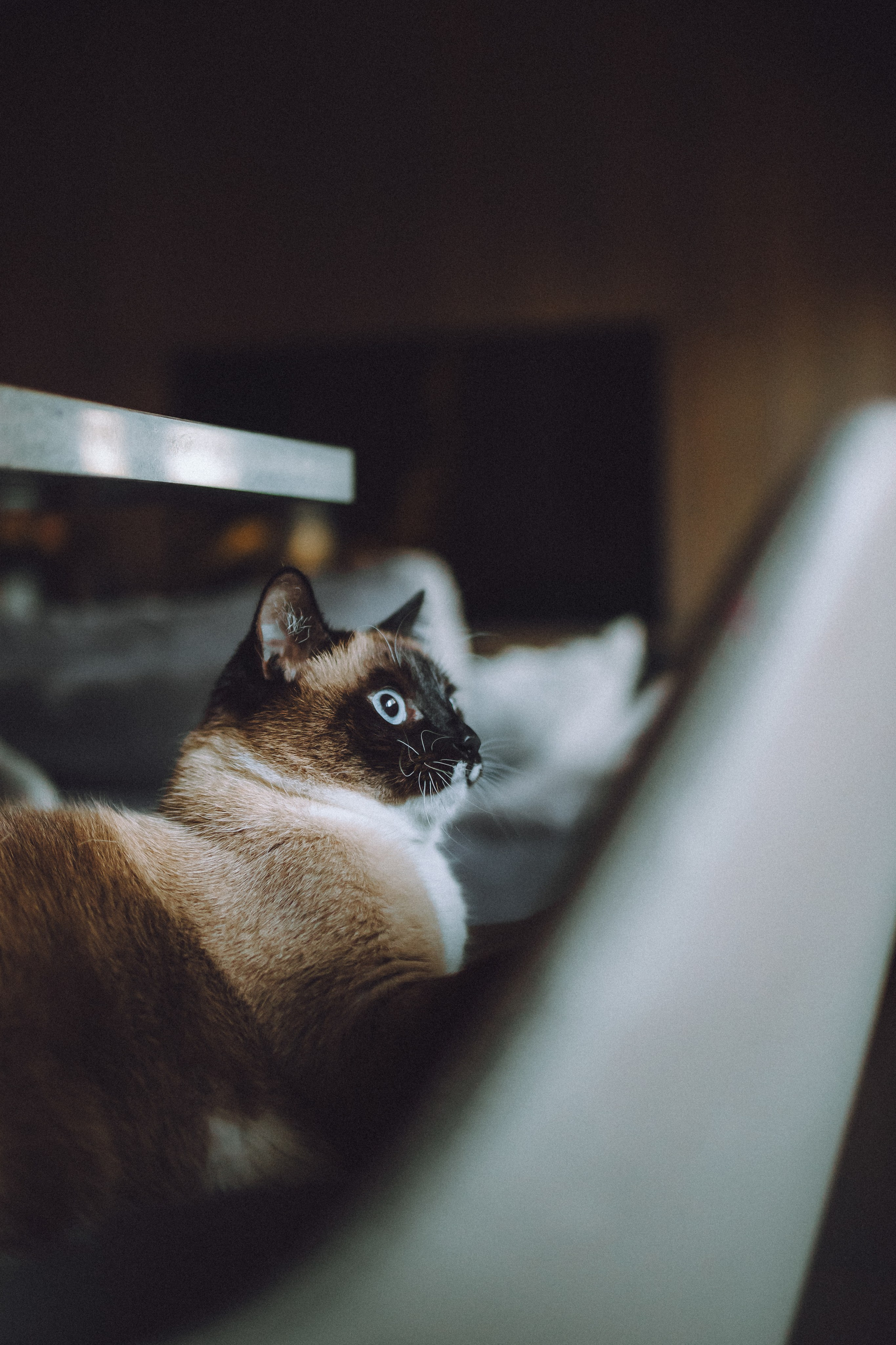 Наташа, Маруся и Зефир