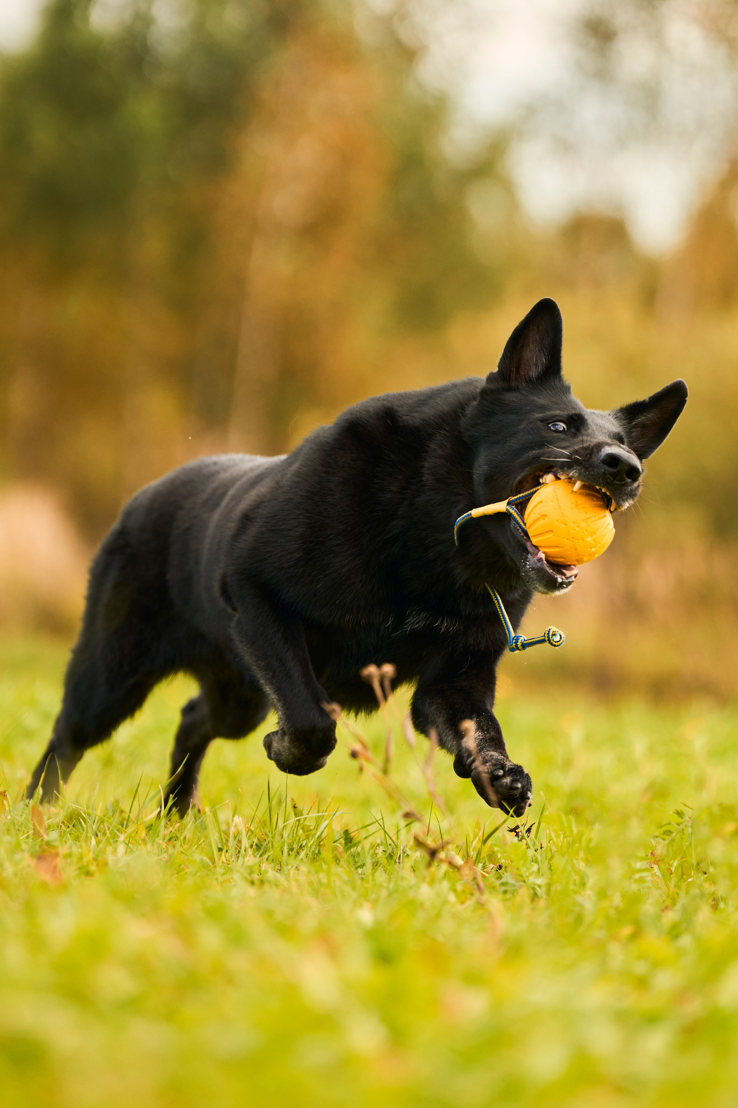 Фотосессия ваших питомцев. Женский и свадебный фотограф в Москве Елена Тараскина