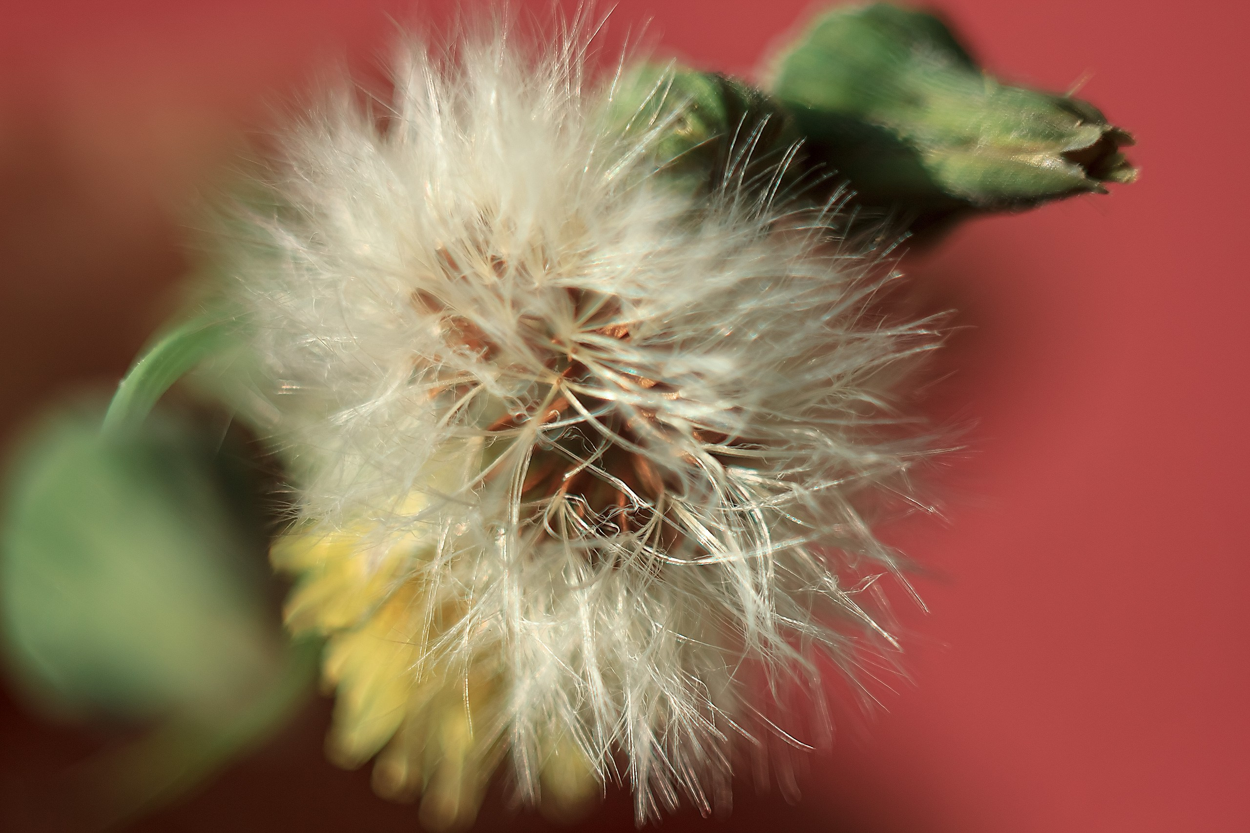 Мимолетность мгновений. Аmat Victoria Сuram