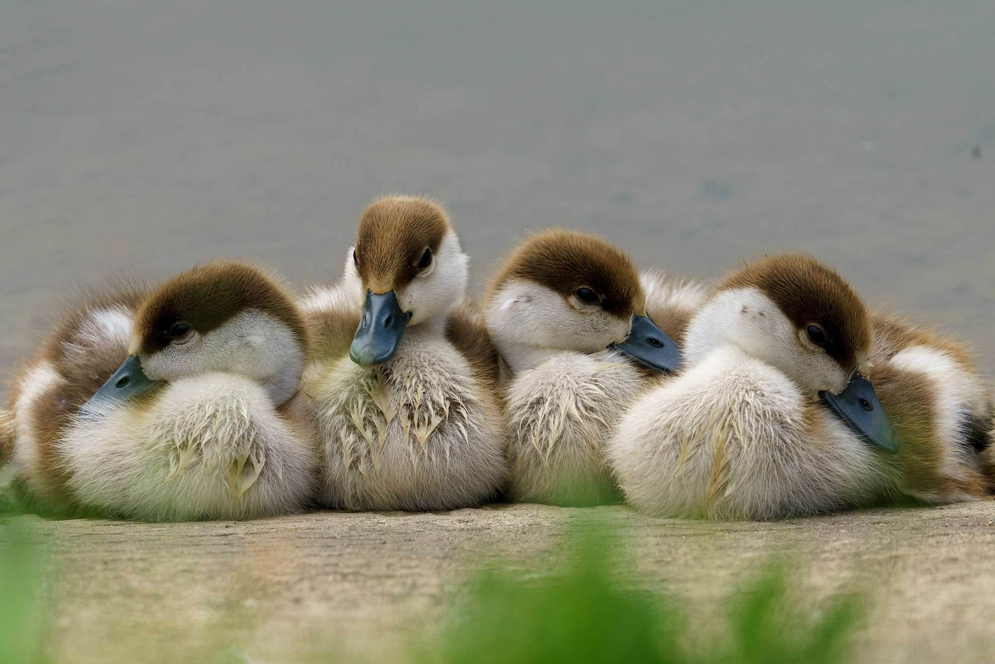 Удивительные мир птиц. Вокруг нас столько прекрасного — присмотритесь!. Ваш личный фотограф Марина Волкова