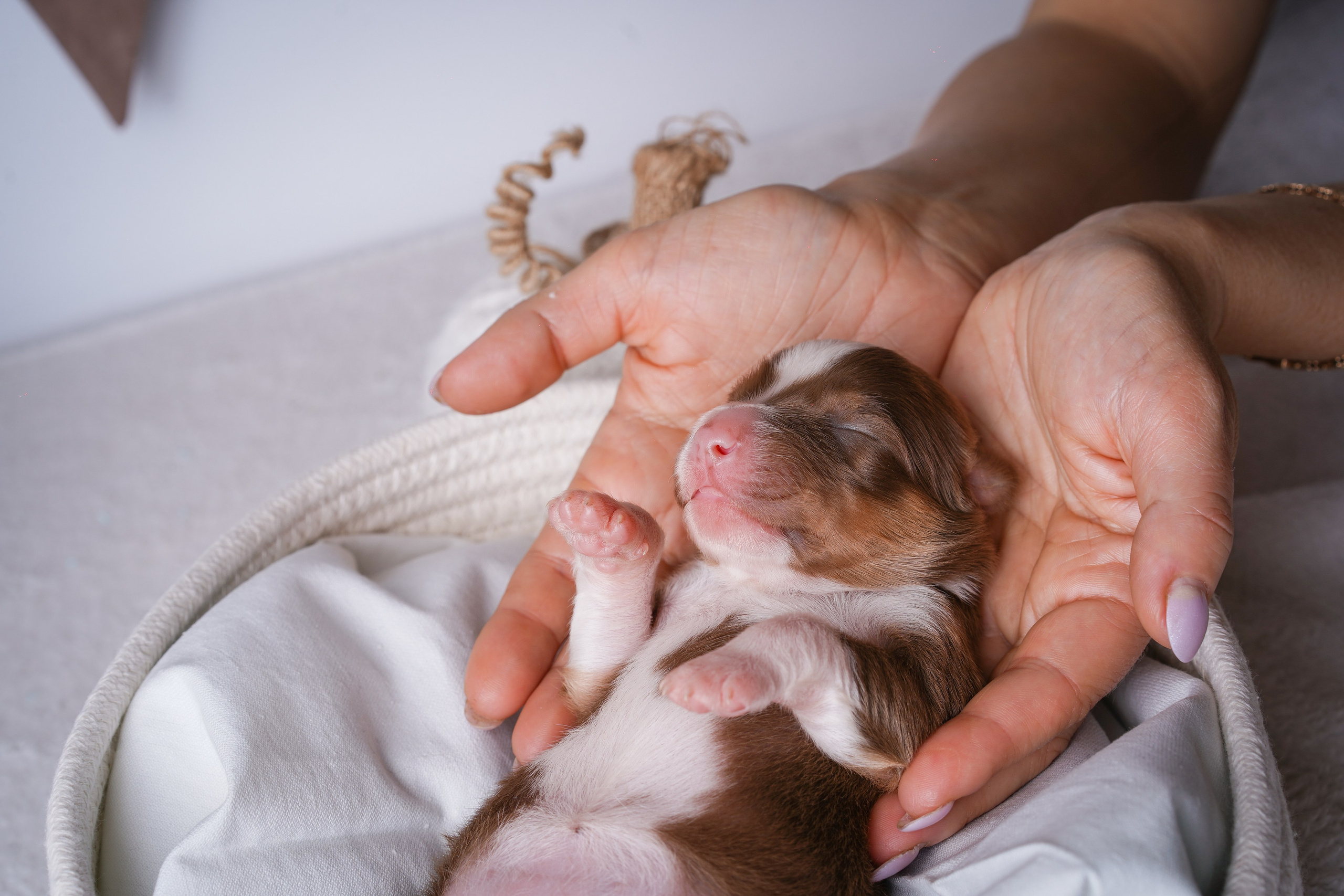 Щенули аусси. Фотограф-анималист в Санкт-Петербурге Яна Мартынова