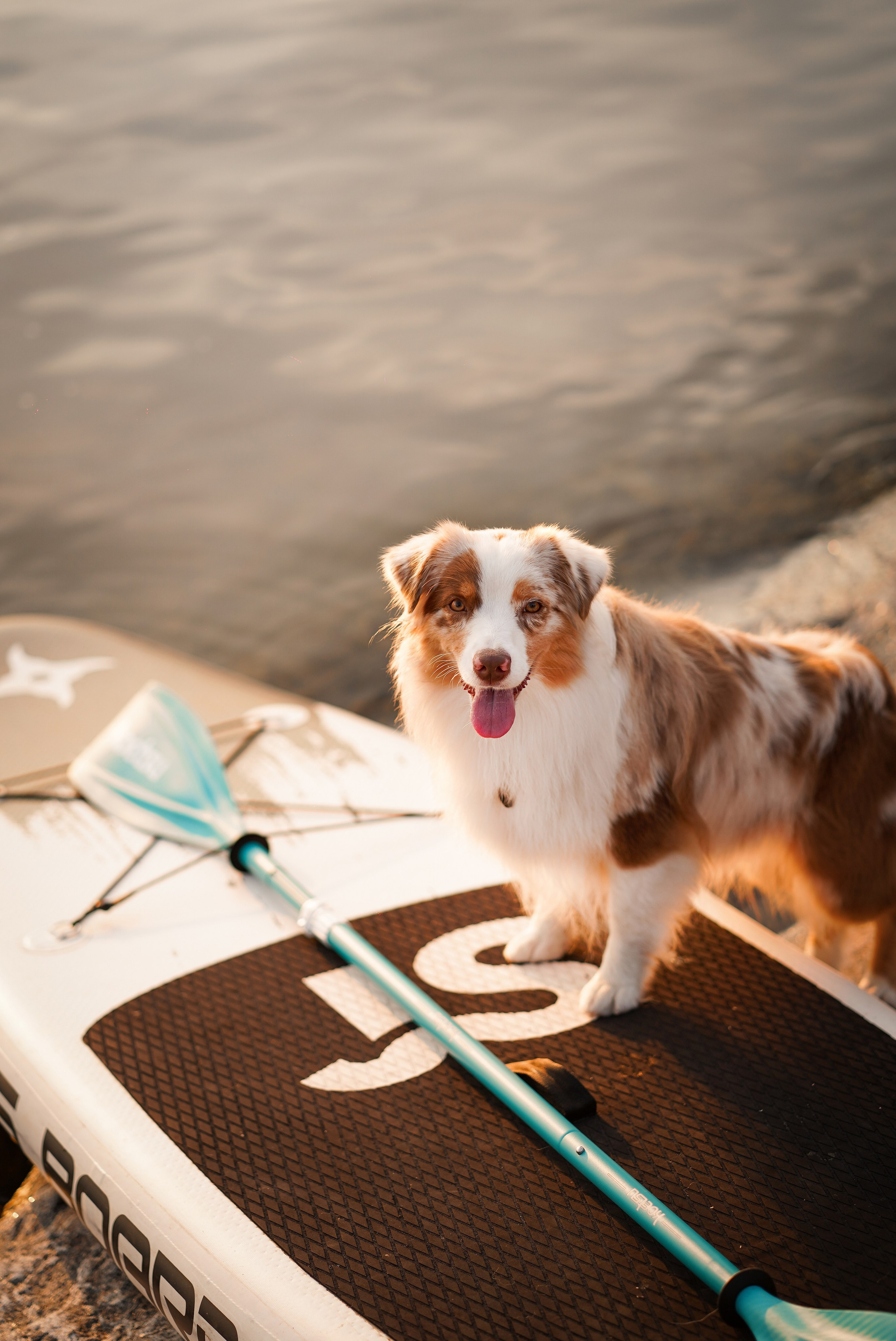 Панда SUP. Фотограф-анималист в Санкт-Петербурге Яна Мартынова
