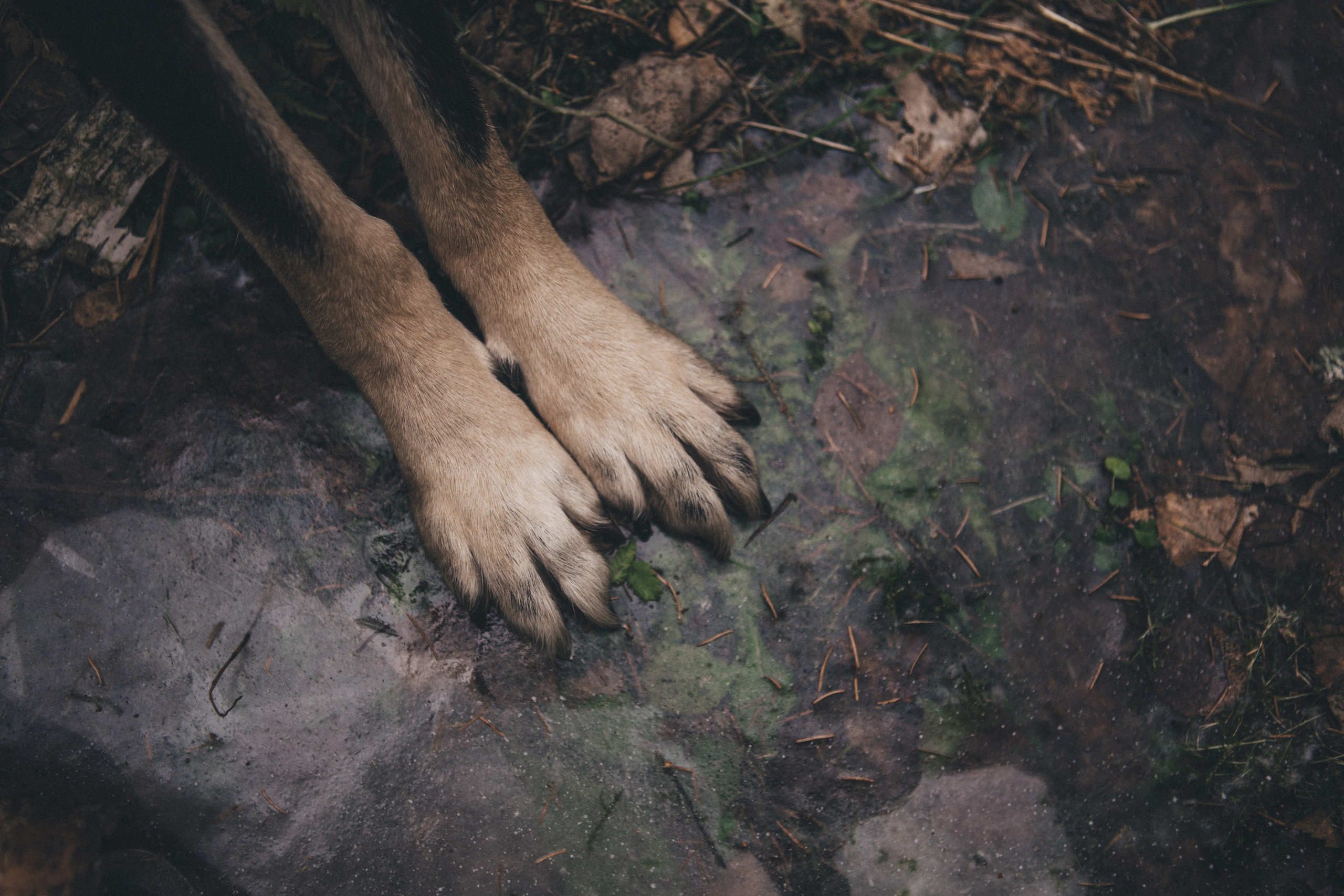 A cinematic tale of true love and unbreakable friendship between a man and a dog. Portrait, family and pet photographer in Cyprus, Ksenia Bourdelle