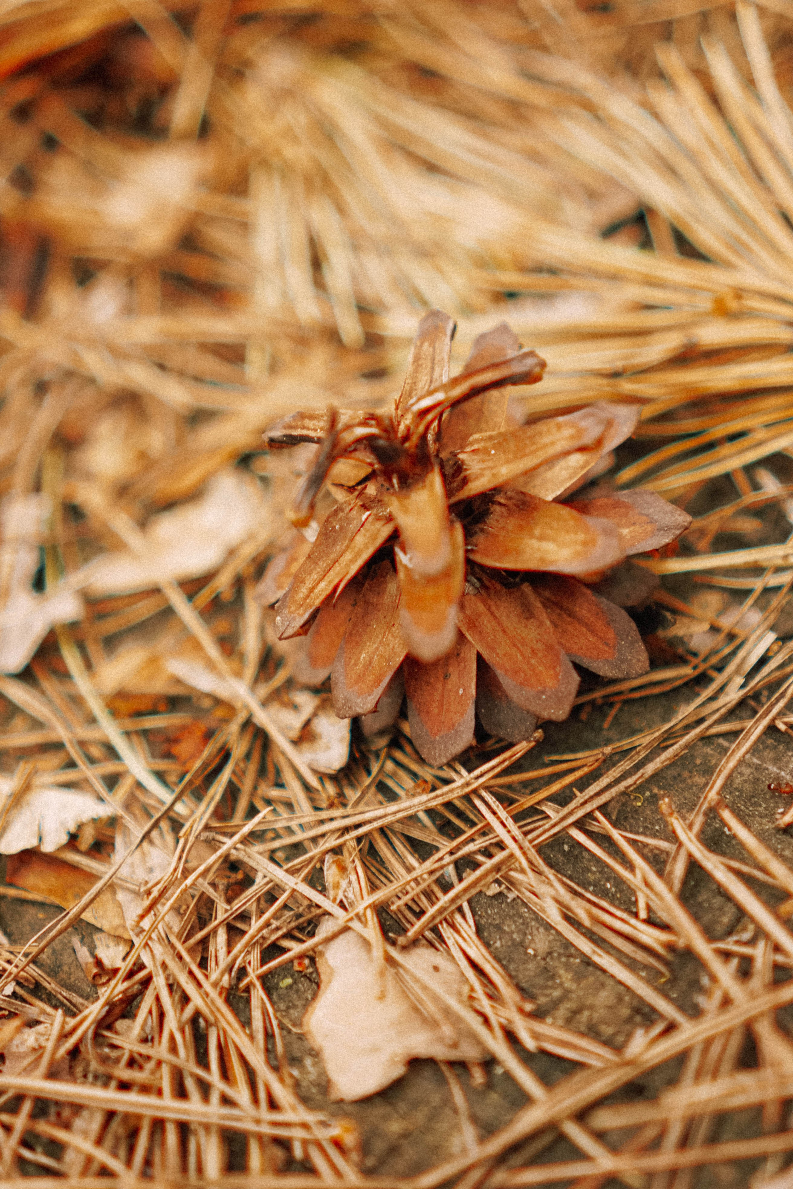 КИСЛОВОДСК. Профессиональный фотограф, Санкт-Петербург — Виктория Богомолова