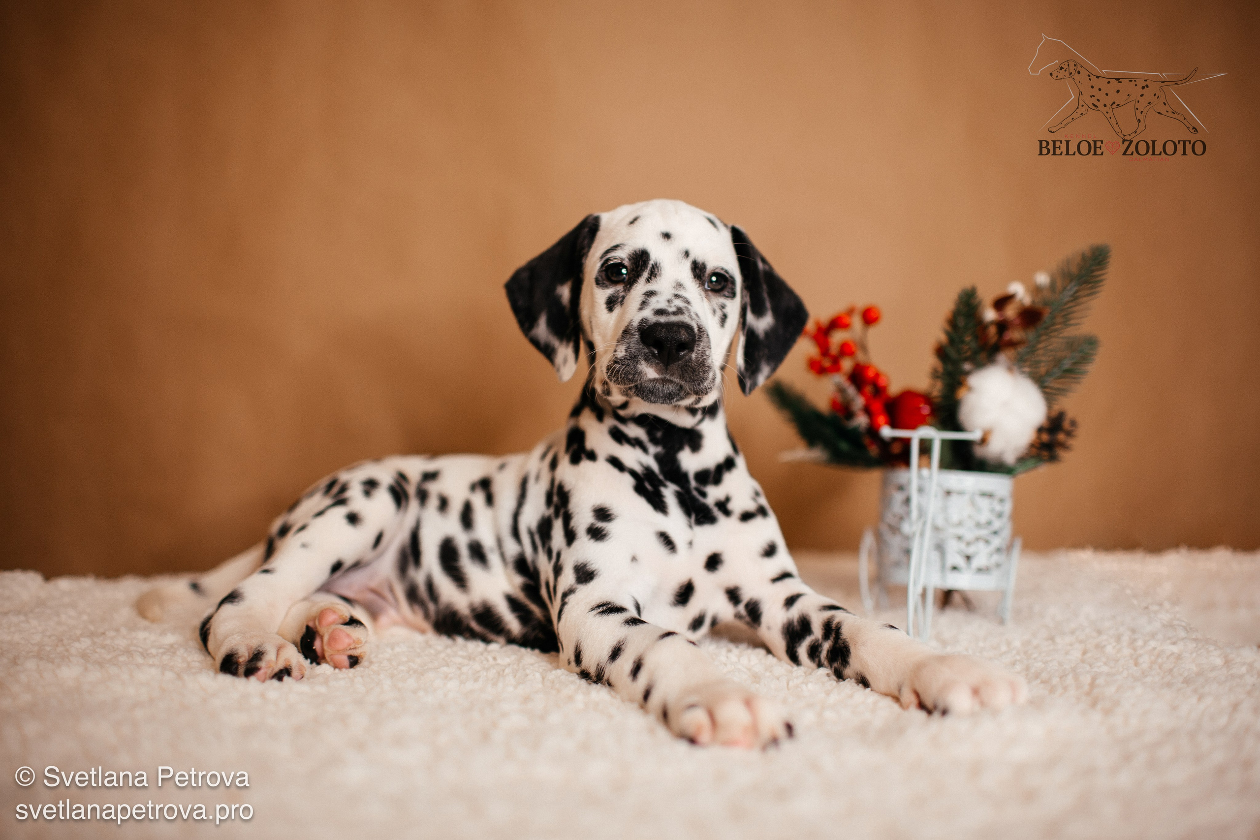 Далматины. Зима 2025. Фотограф Светлана Петрова