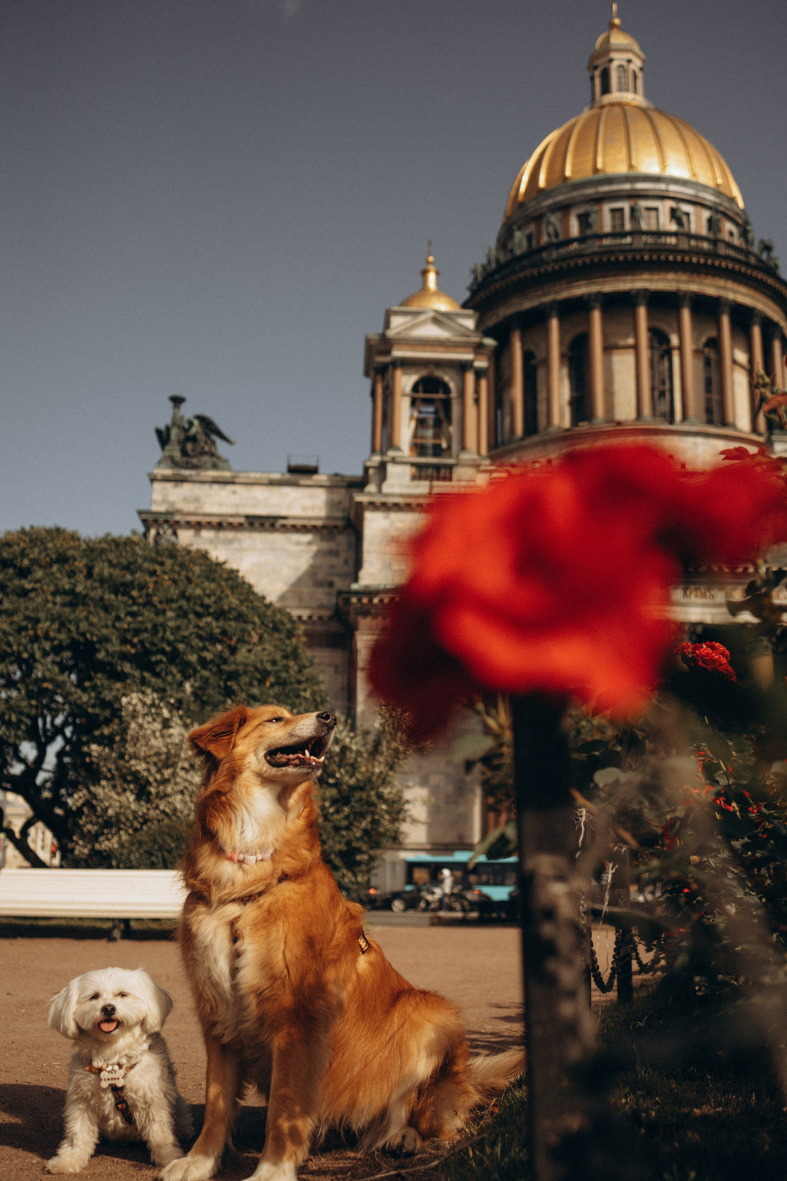 Питер, солнце и мокрые носы. Семейный фотограф Питер •love-story•|Санкт-Петербург