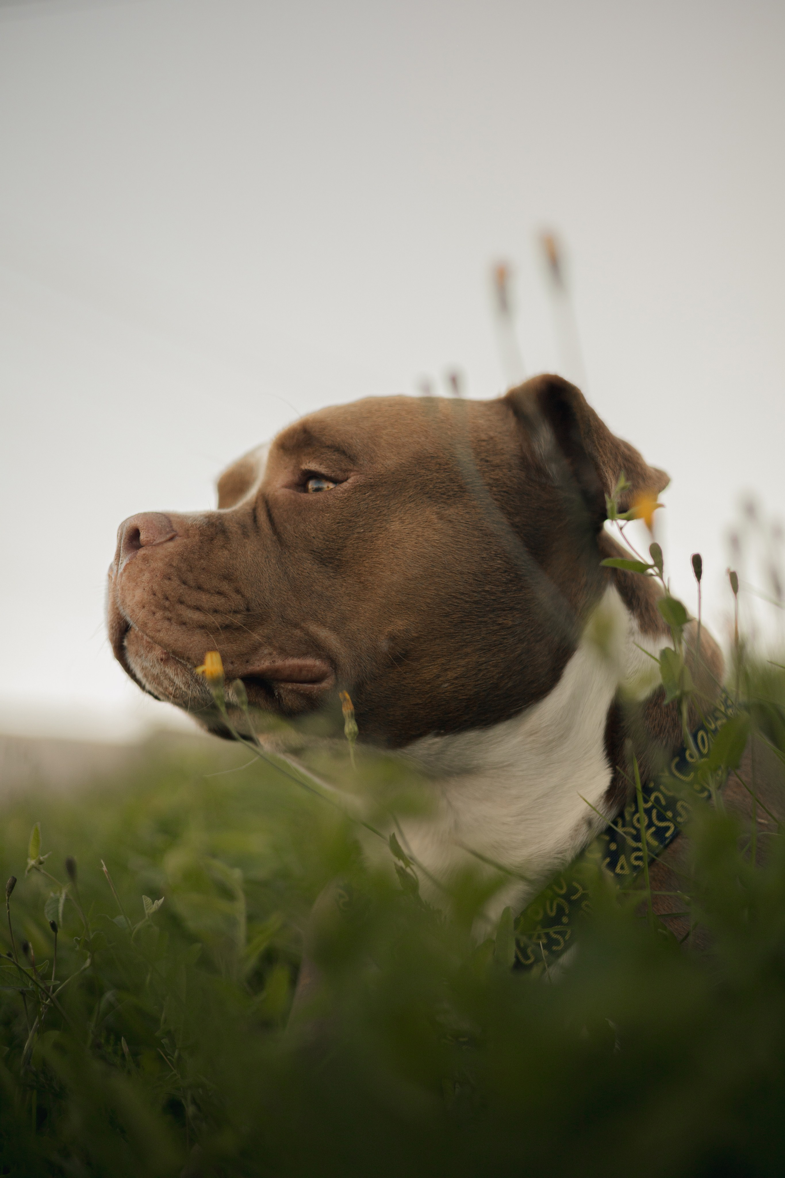 Анжела & Арес. Фотограф — анималист •love-story•|Санкт-Петербург