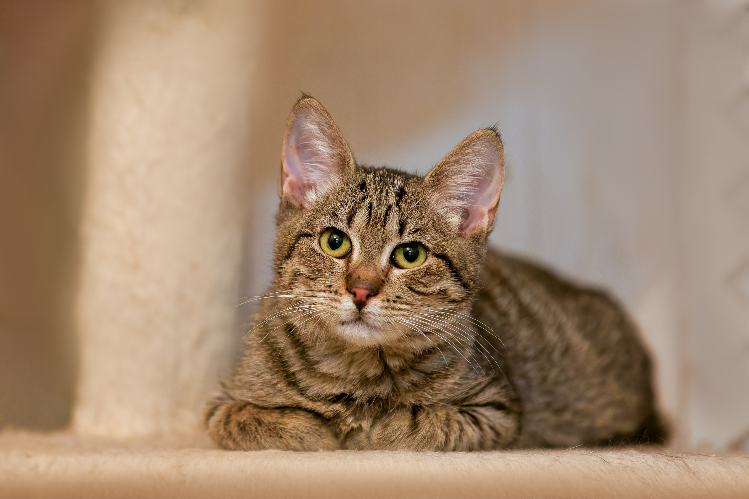 Кошки и котята в приютах. Irenephoto.ru