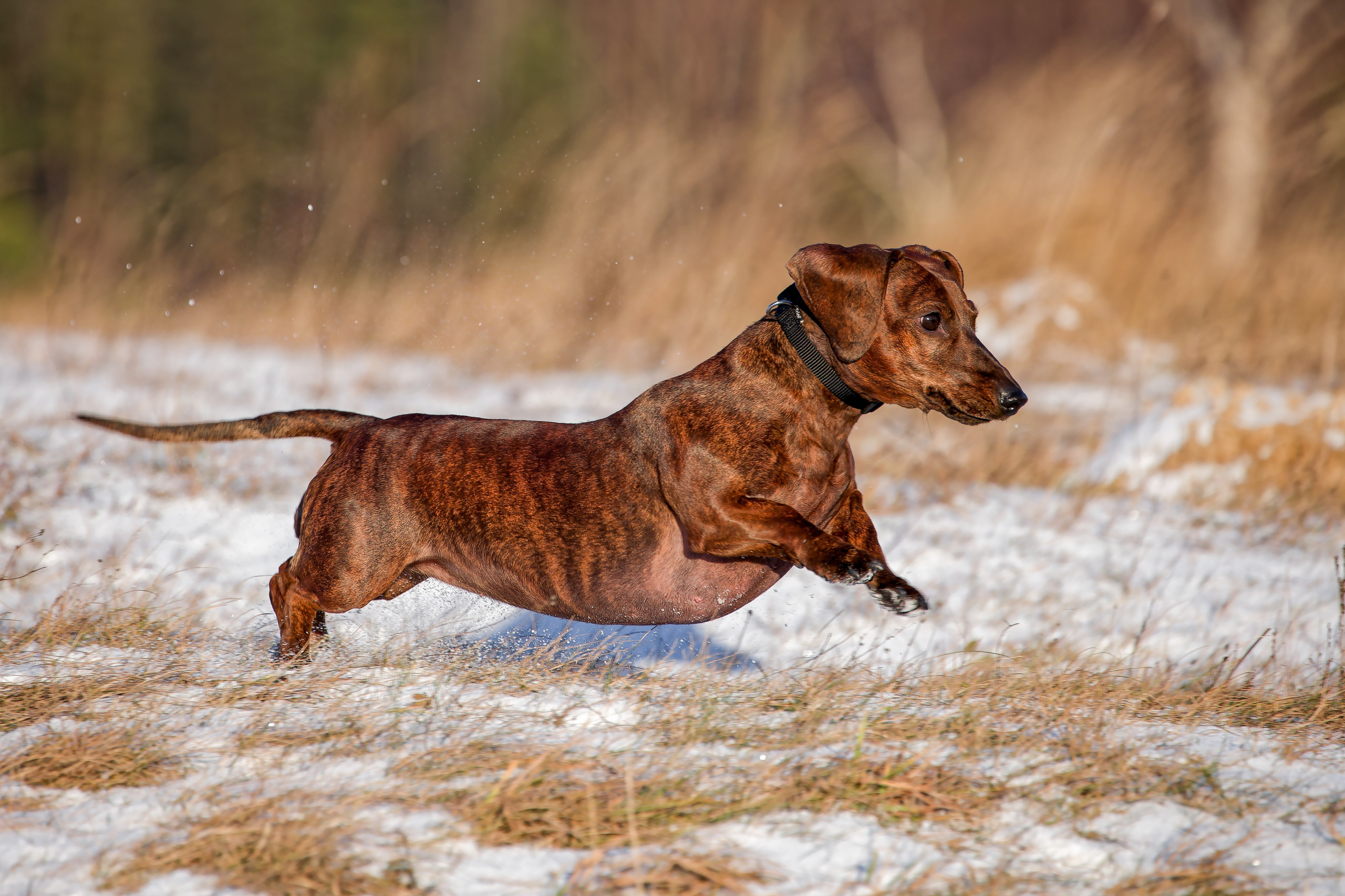 Собаки в движении. Irenephoto.ru