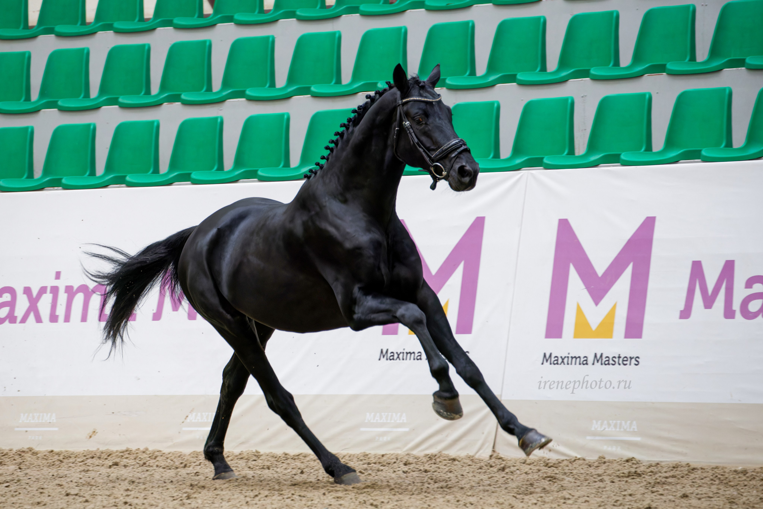 Конная Россия 2024 Оценка двигательных качеств. Irenephoto.ru