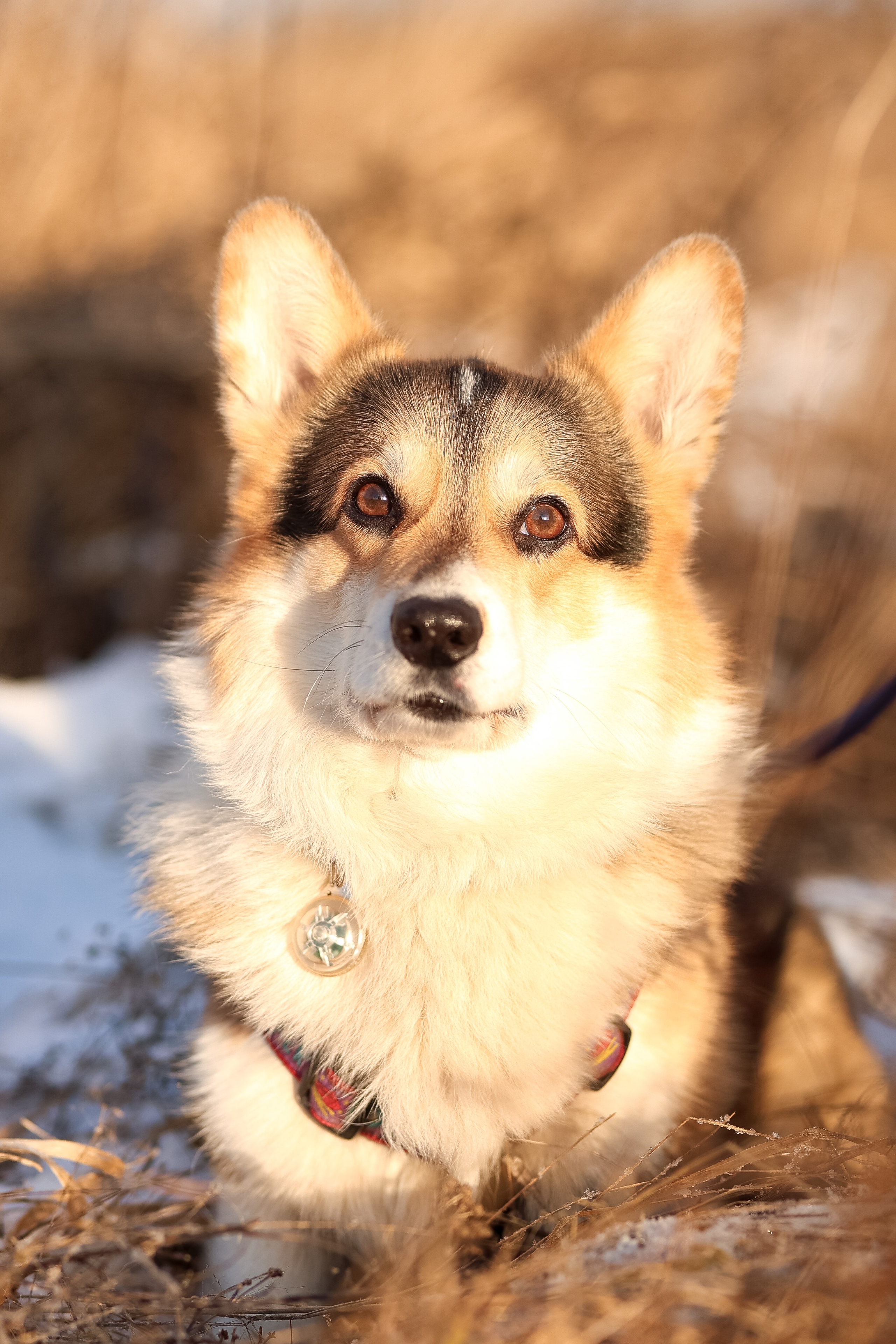 Трой, Балу и Катя. Фотограф-анималист в Москве Кириллова Татьяна