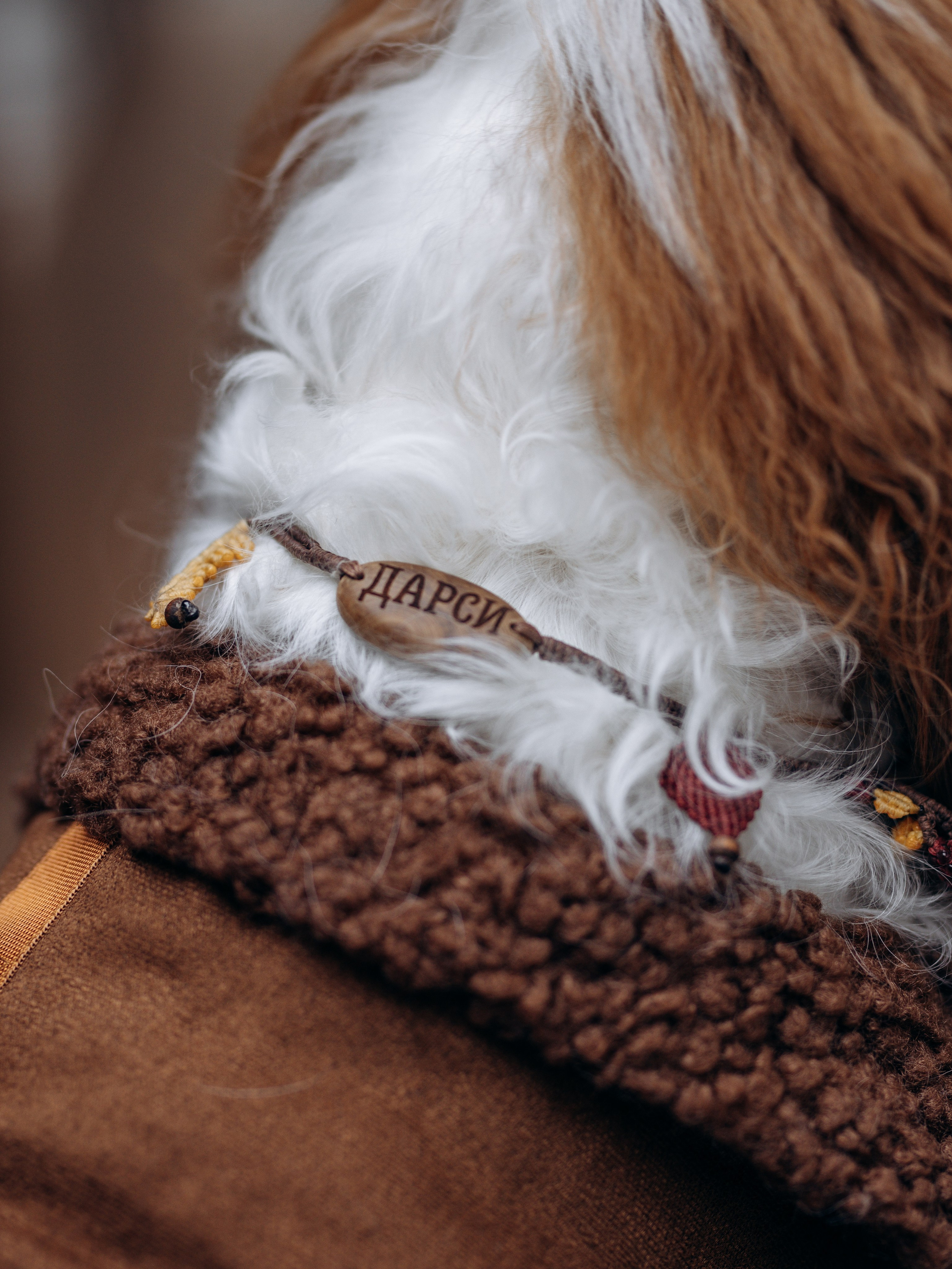 Дарси и Маша. Фотограф-анималист в Москве Кириллова Татьяна