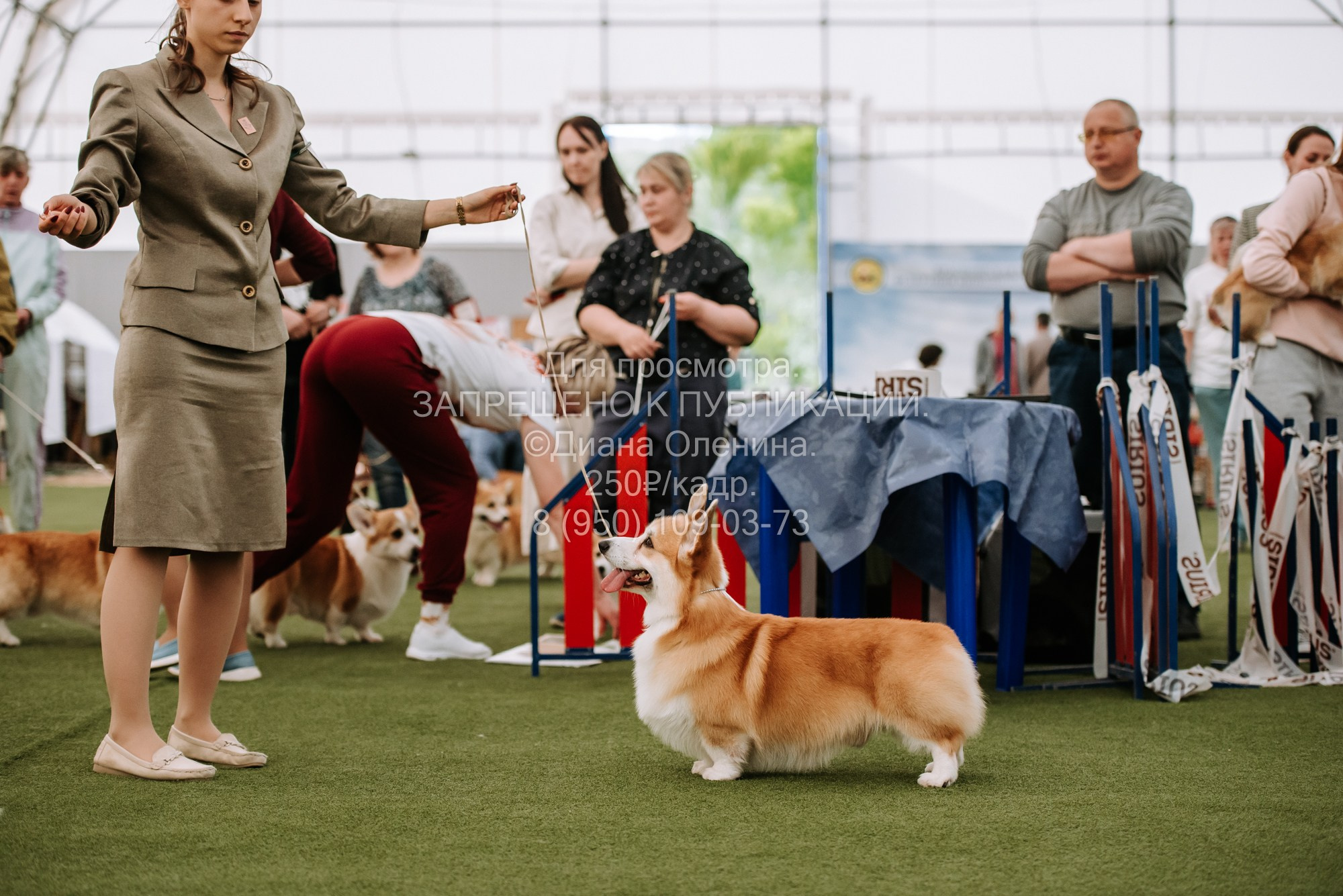 Выставка собак Красноярск 2.06. Фотограф Диана Оленина Красноярск / Братск