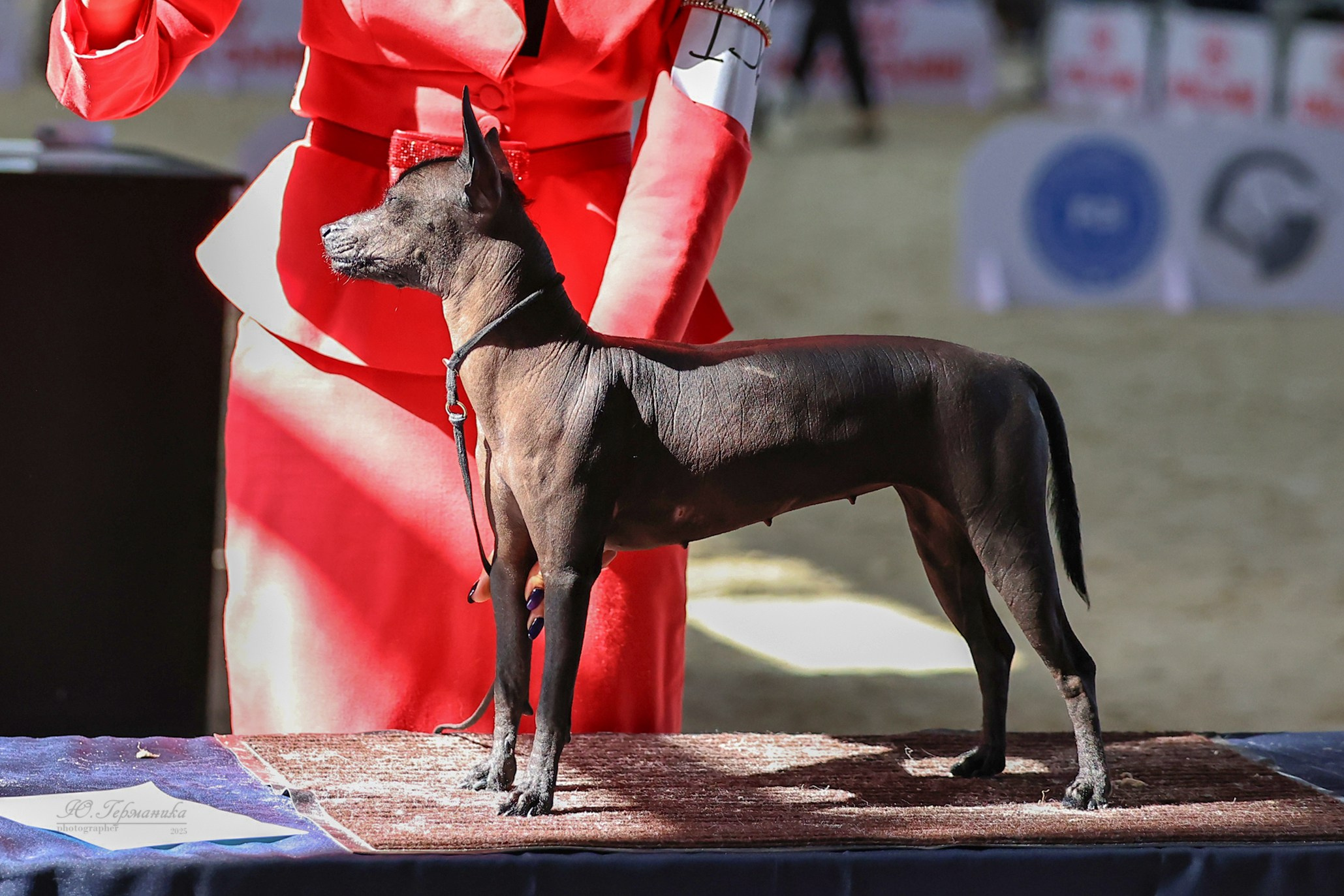 Астана 2хCACIB 26-28.09.2025. Фотограф-анималист Юлия Германика