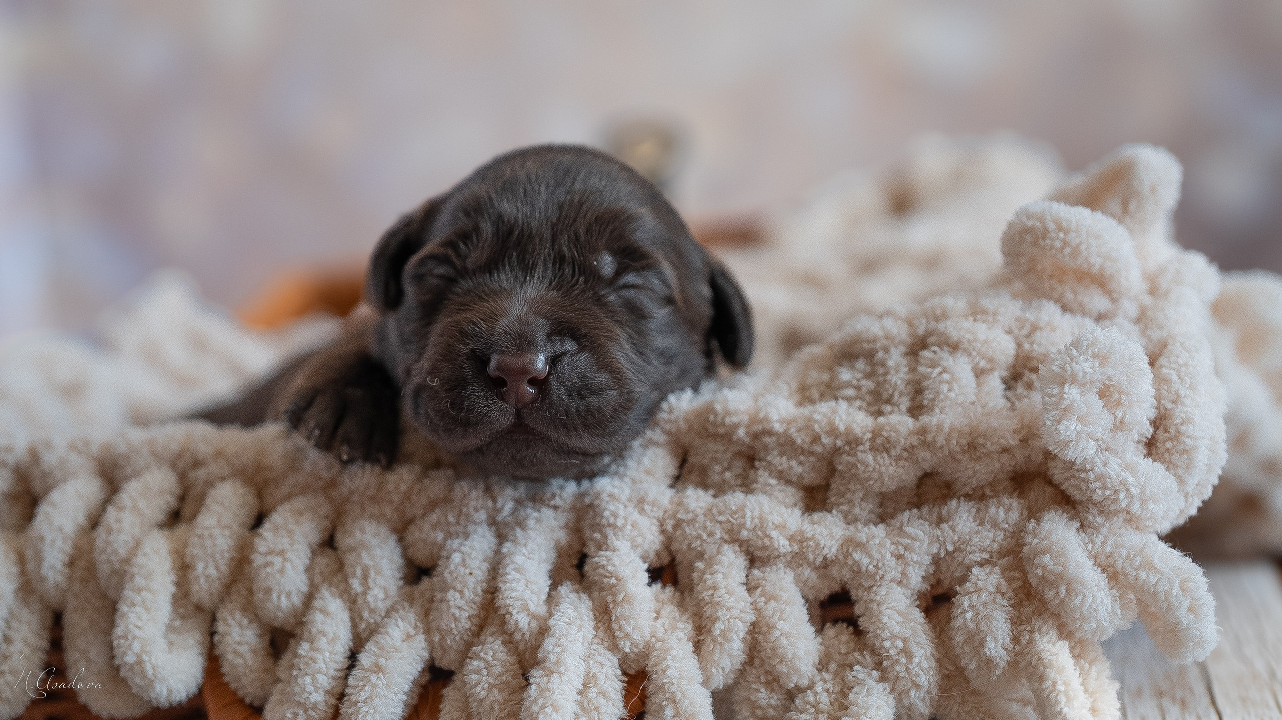 Новорожденные лабрадоры. Фотограф-анималист Асадова