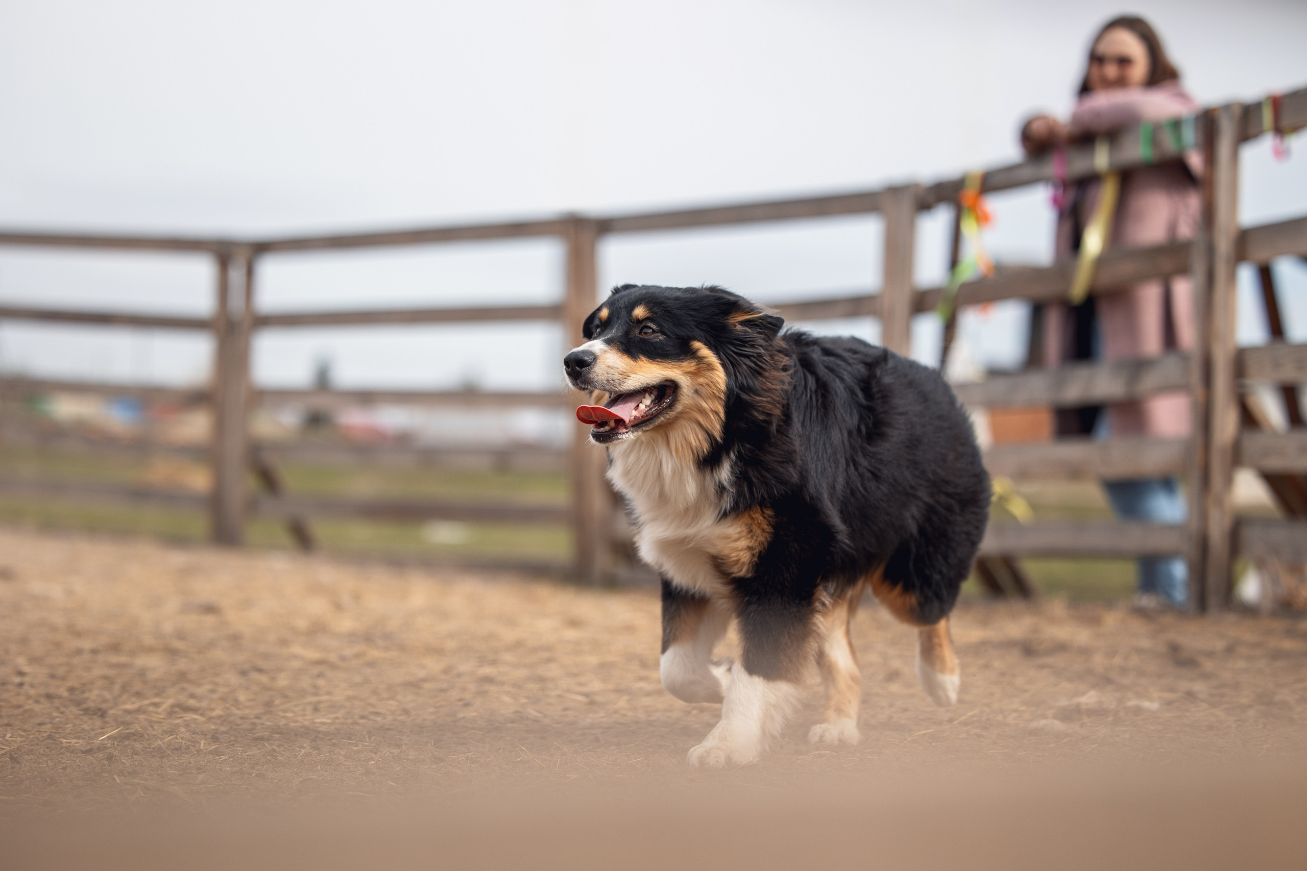 Ночь. YULA KOLESOVA | Фотограф — Анималист | Художник | Тюмень