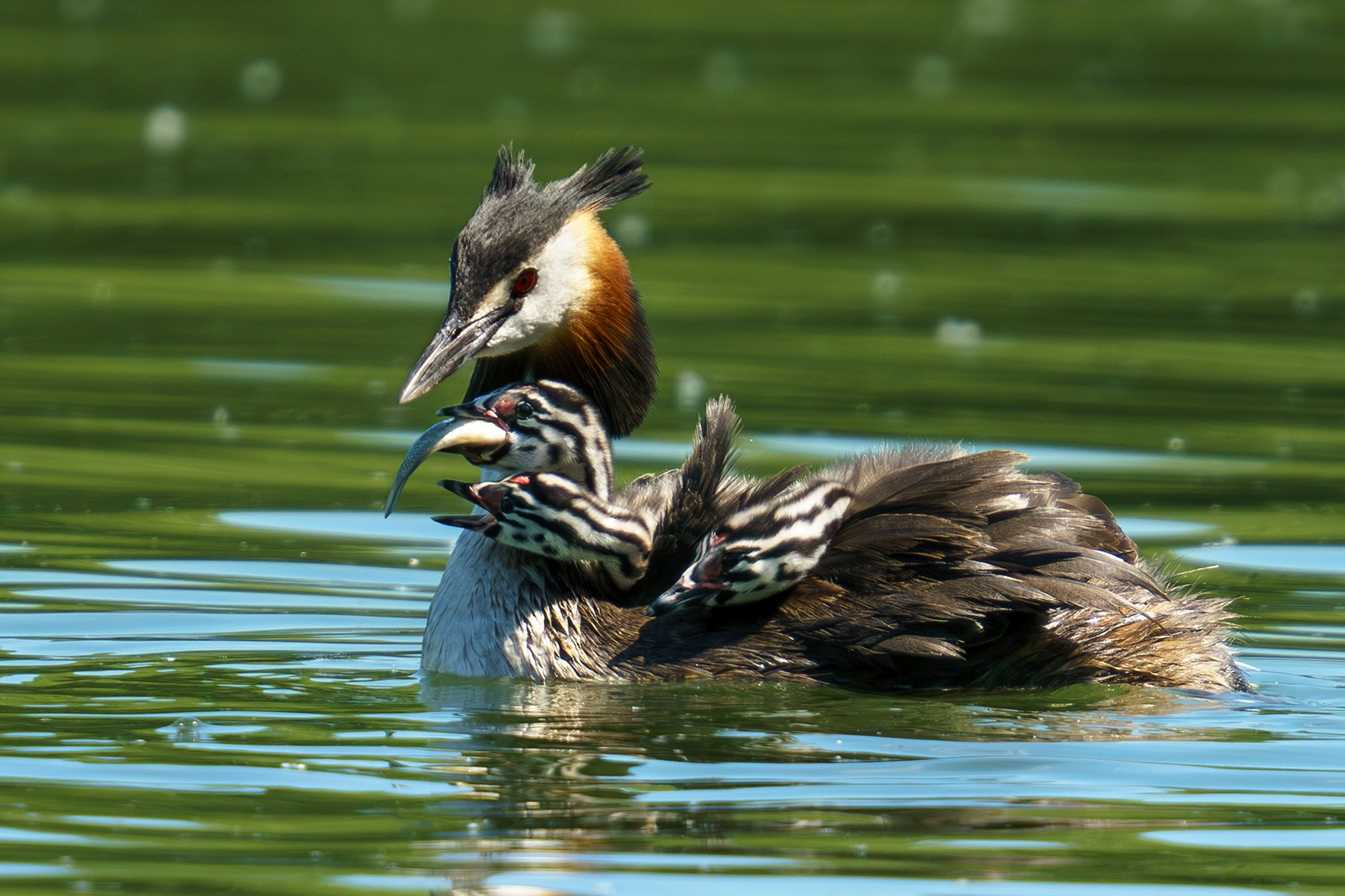Удивительные мир птиц. Вокруг нас столько прекрасного — присмотритесь!. Ваш личный фотограф Марина Волкова