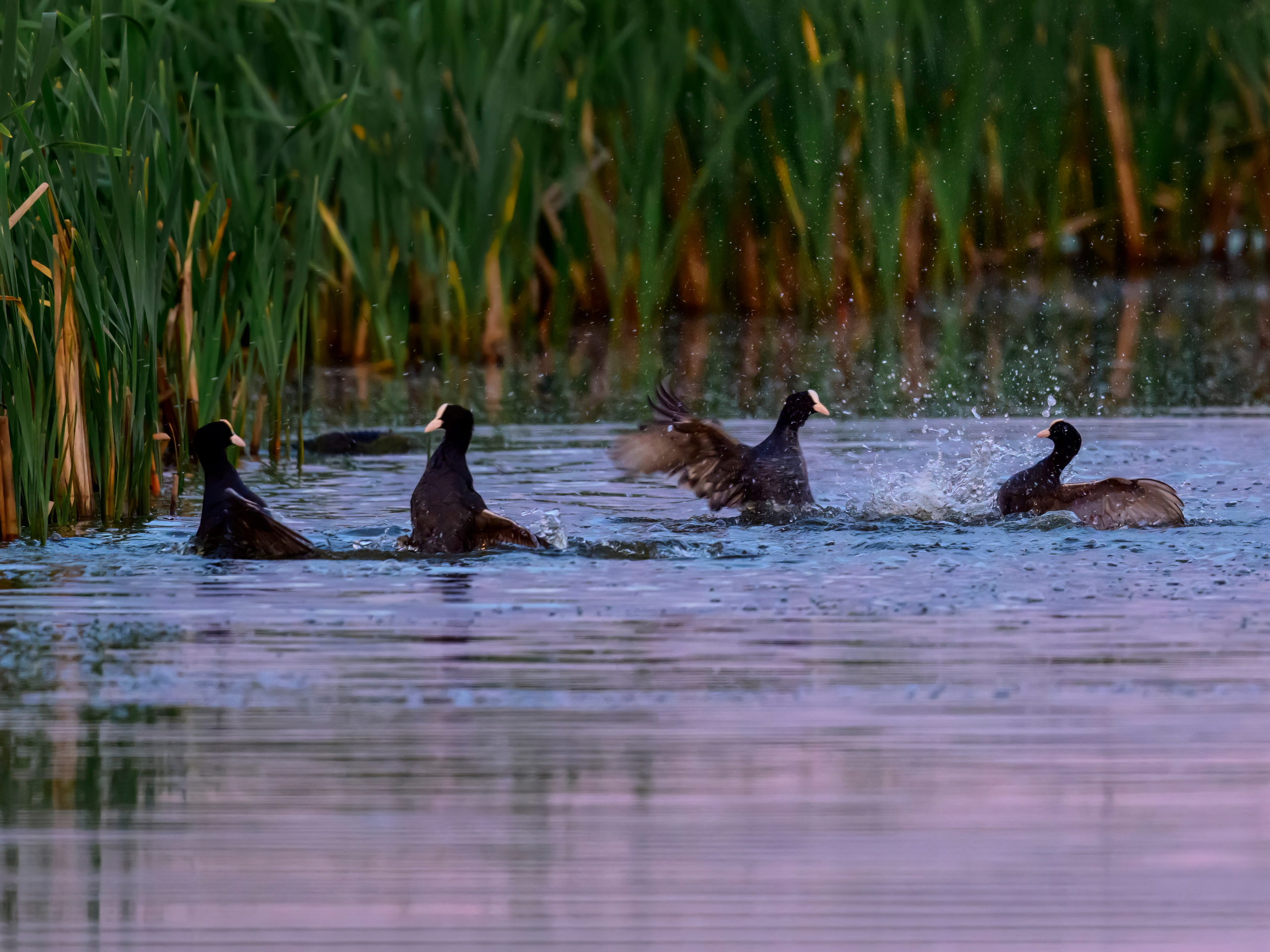 Драки лысух и лунь. Wildlife photography by Sergey Puponin