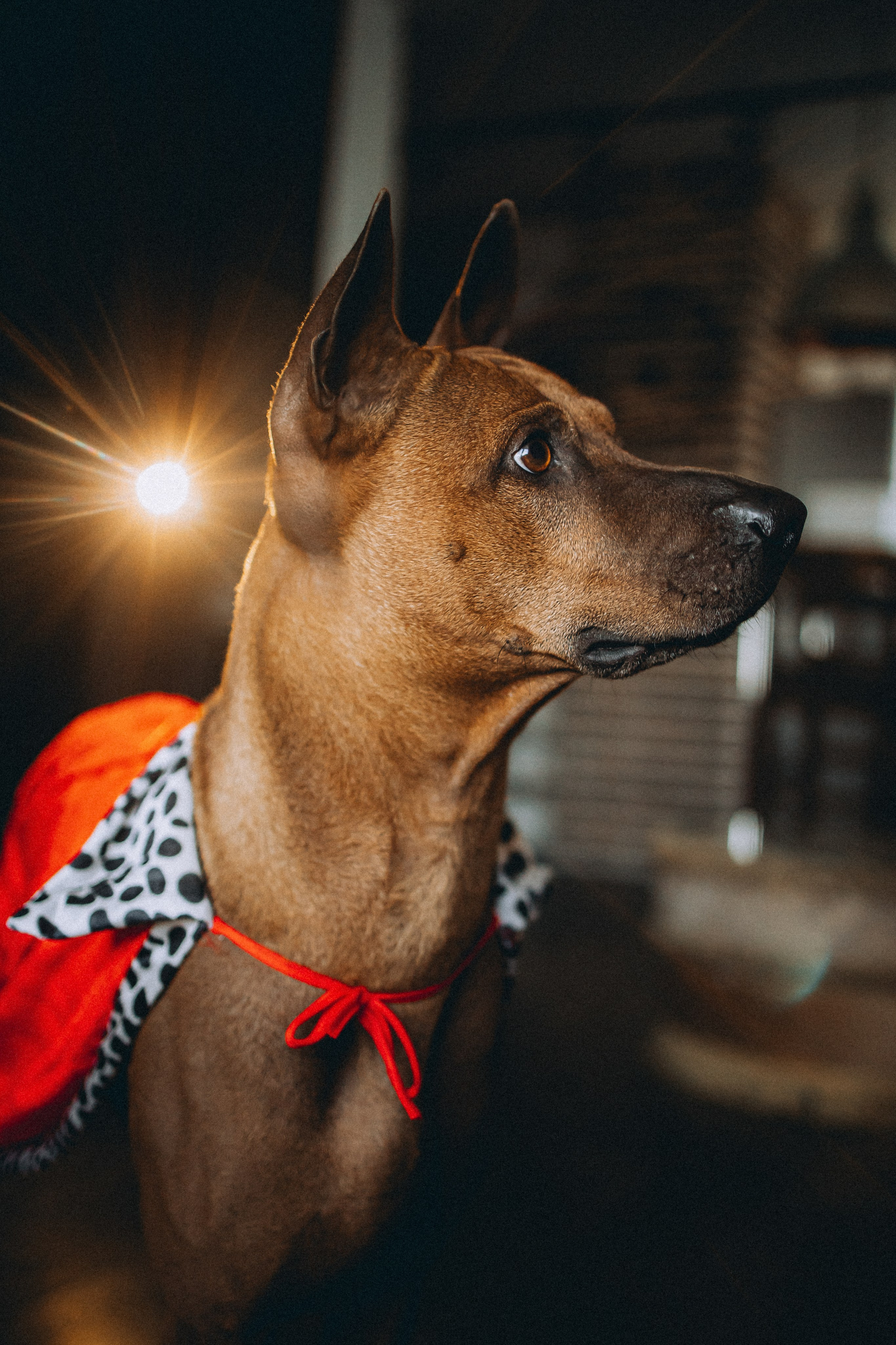 Оксана и Зевс