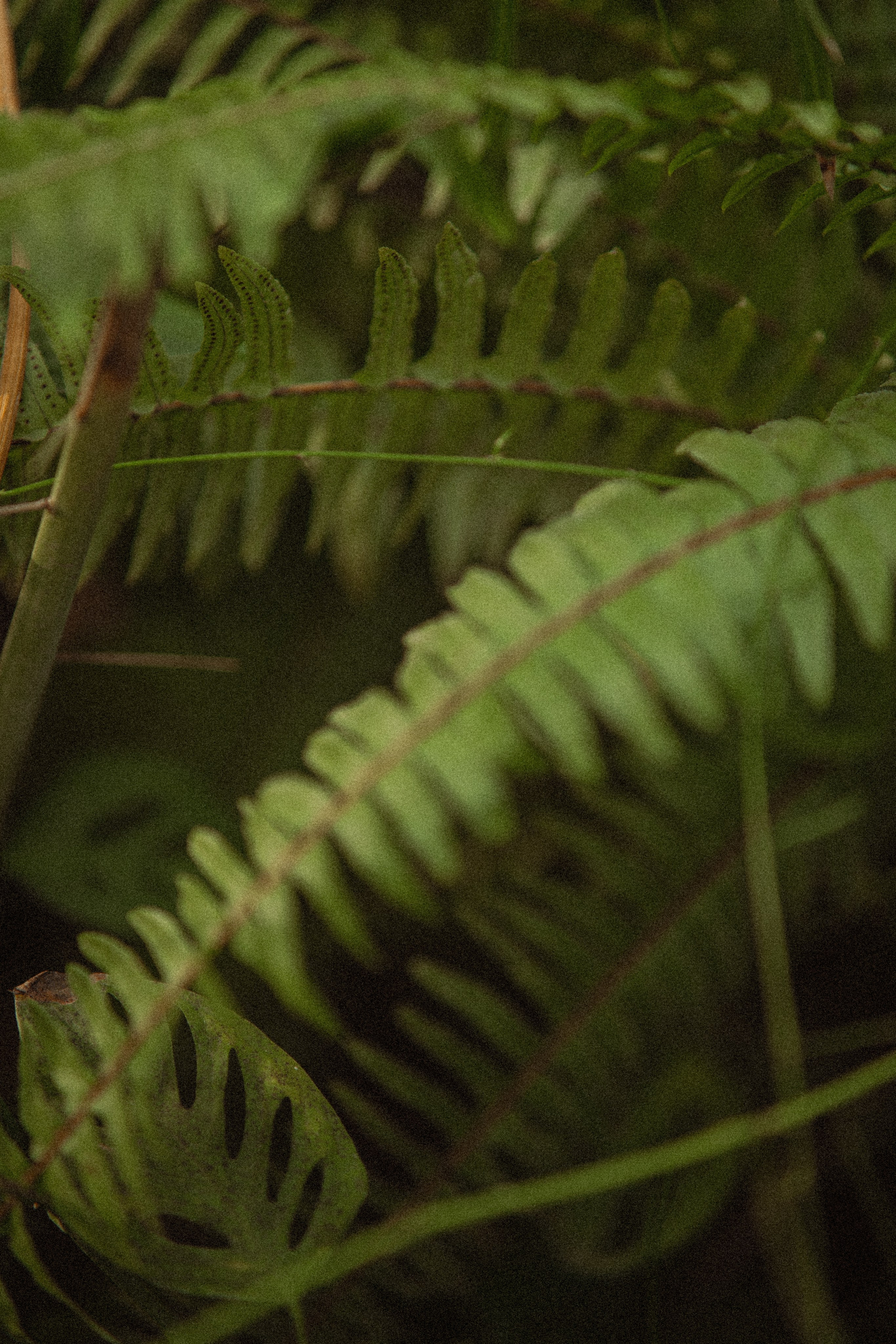 Ботанический сад. Фотограф Мария Зайчик