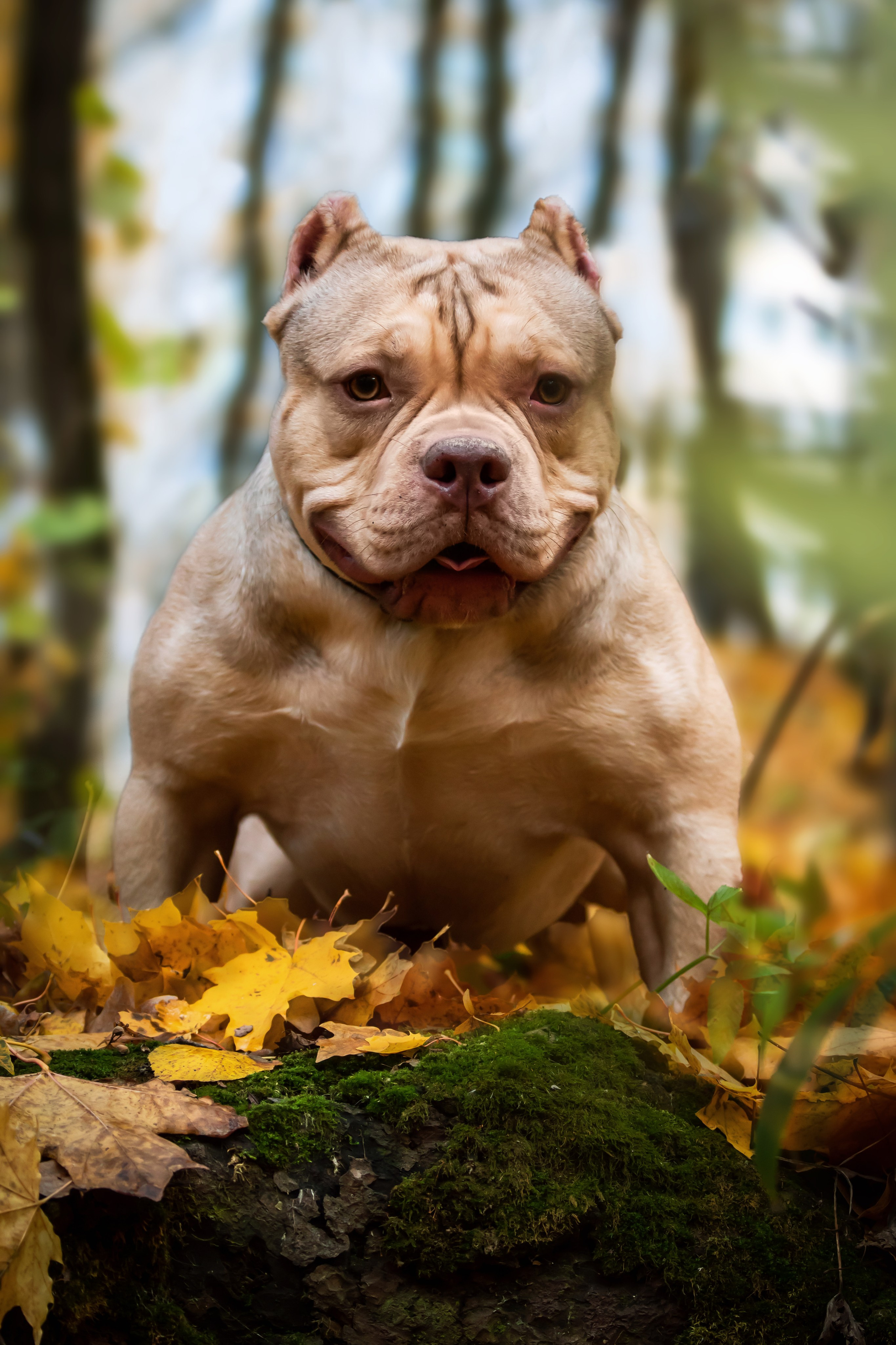 Фотосессия с животными. Фотограф анималист — Тула, Москва