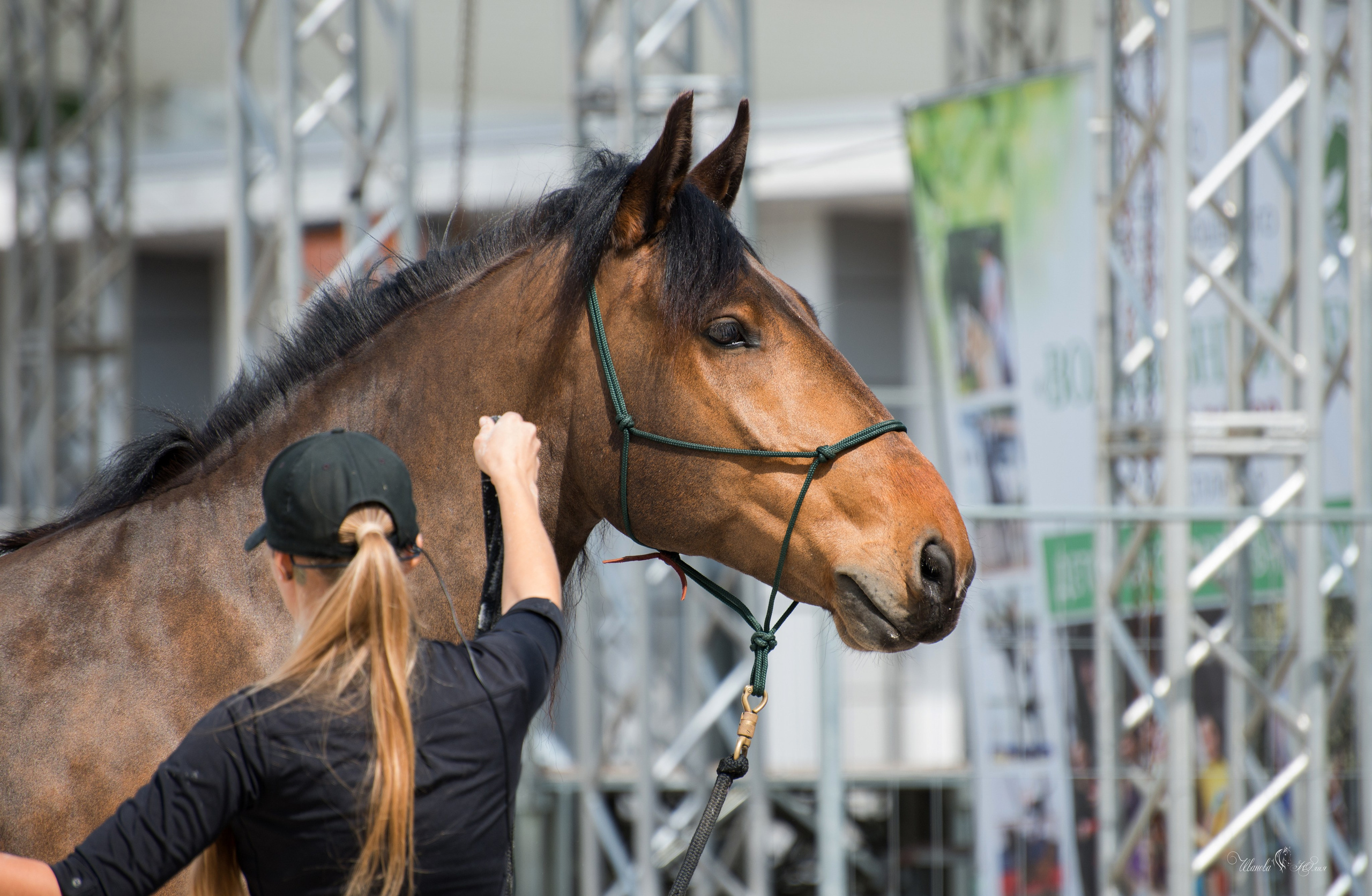 Эквирос, Москва. Конный фотограф в Саратове Юлия Иванова