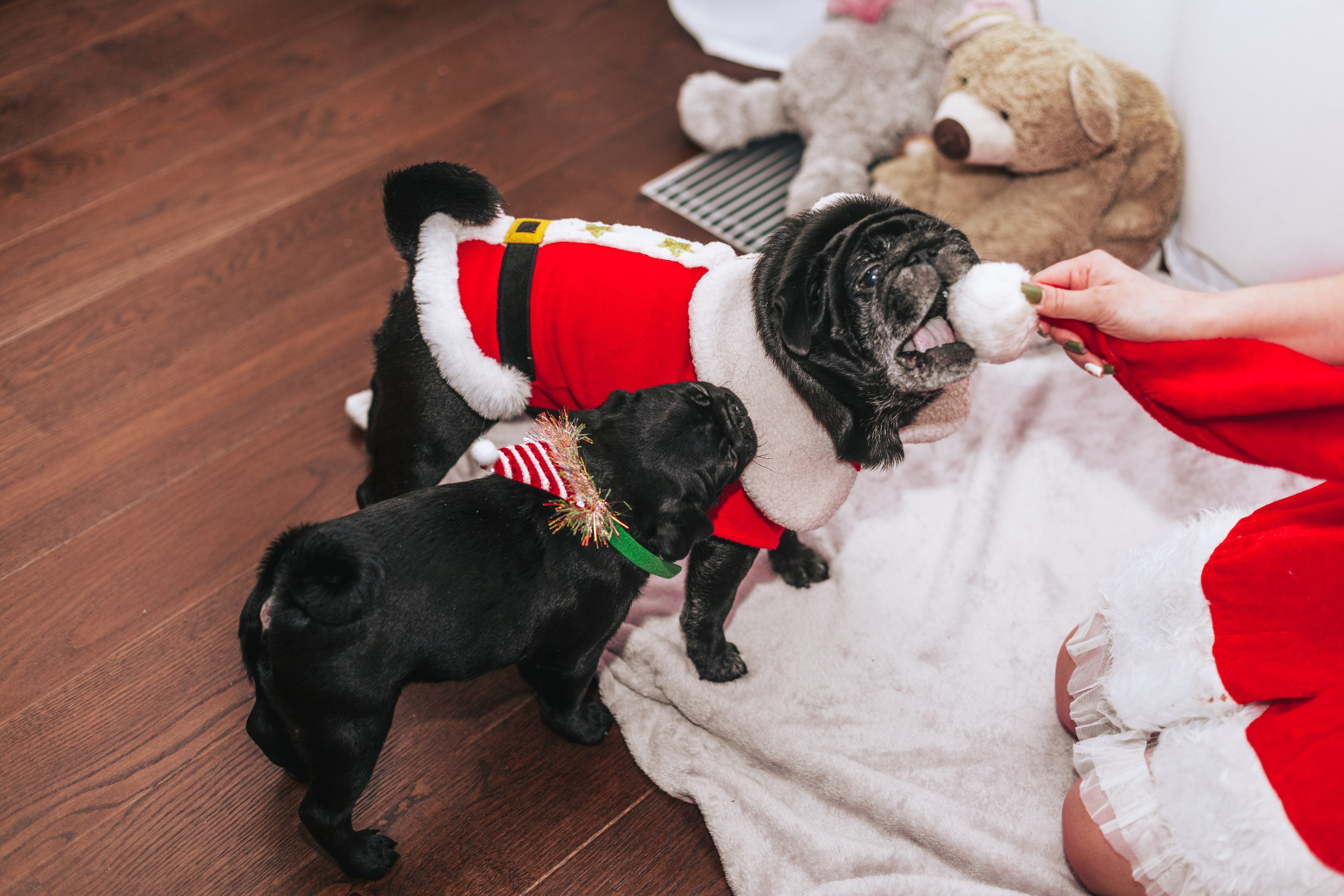 Домашняя фотосессия Оли и двух ее мопсов. Фотограф-анималист Татьяна Степанова