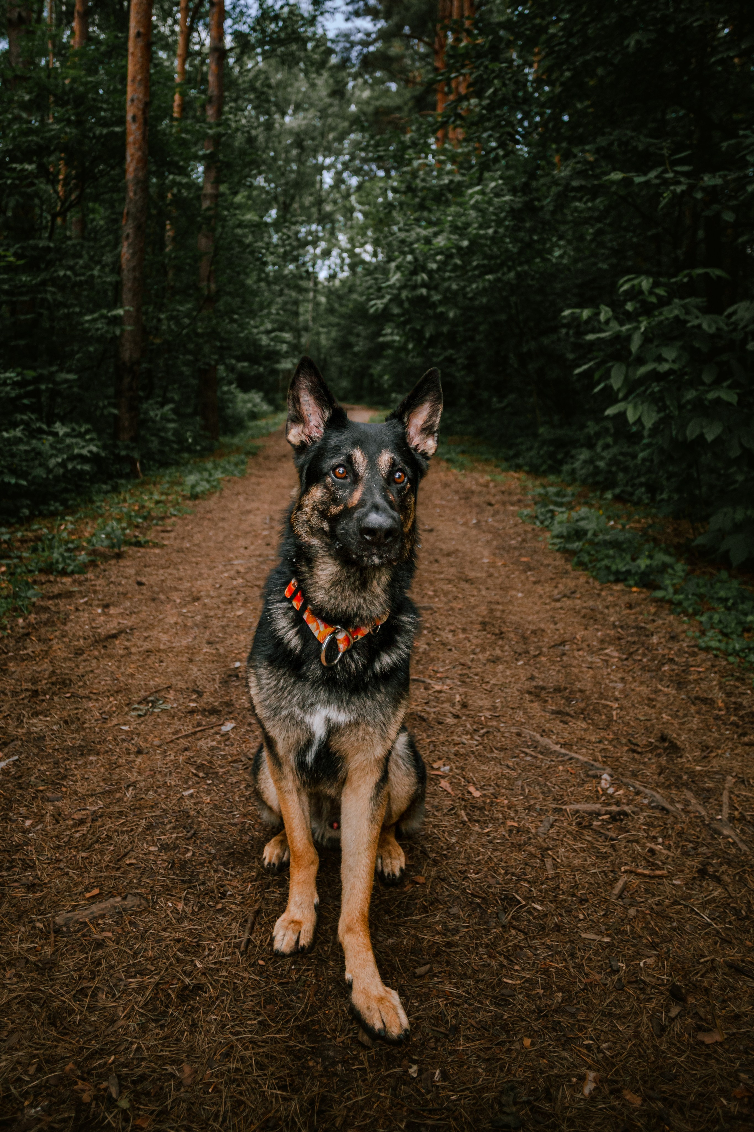 Лесная летняя фотопрогулка. Фотограф-анималист Татьяна Степанова