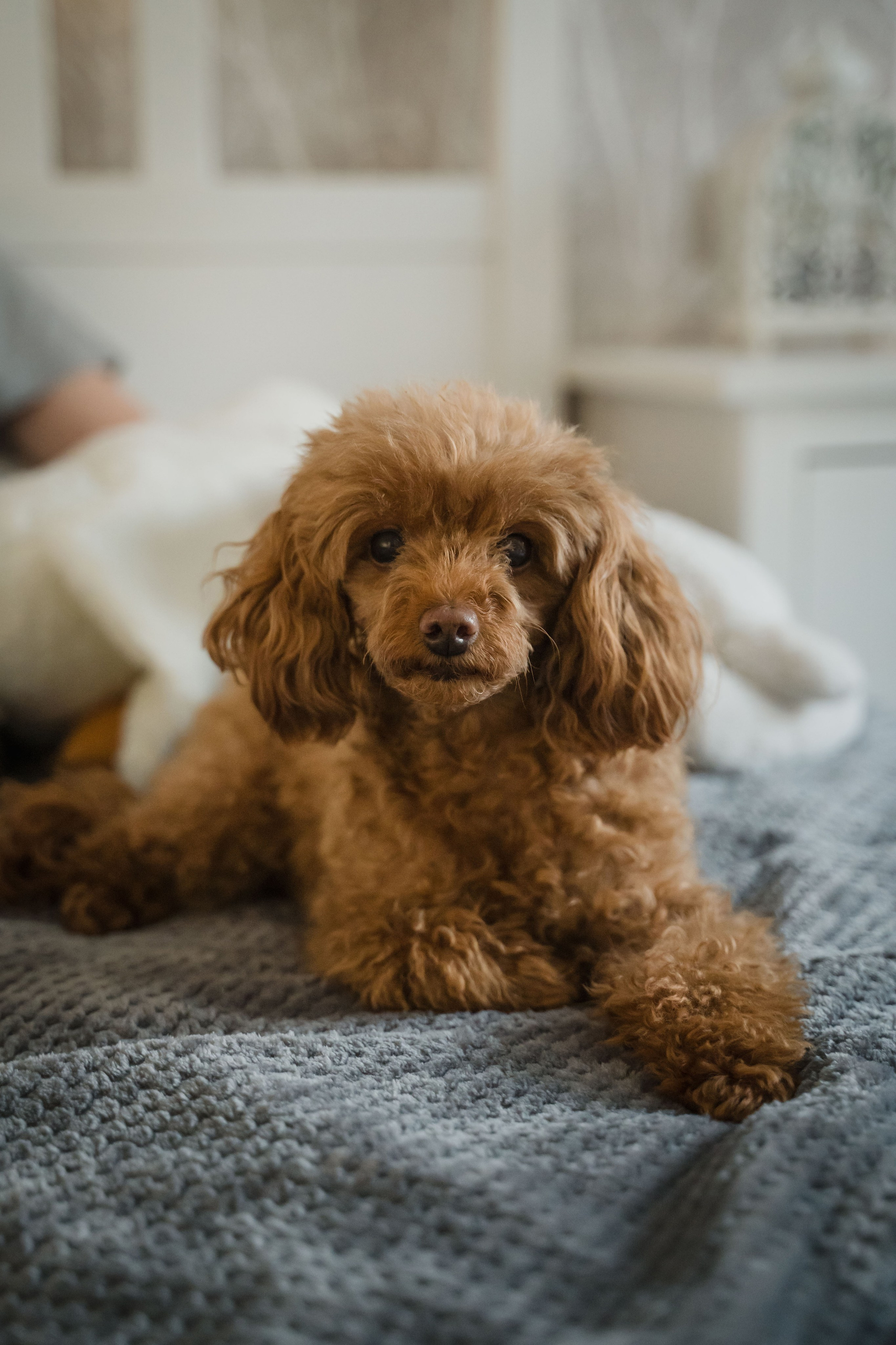 Предновогодний вечер. Главная