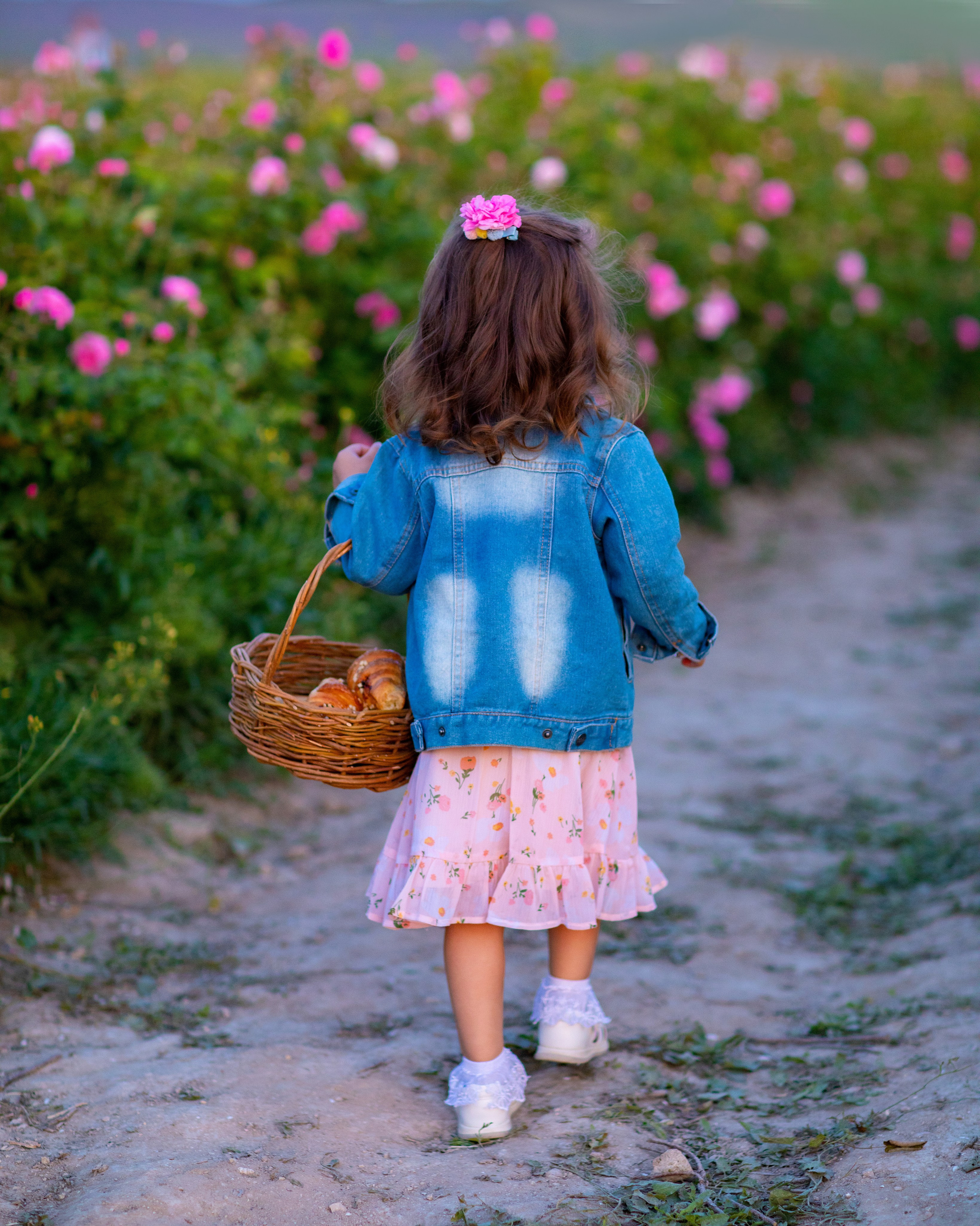 Чайная роза. Фотограф Севастополь/Крым Светлана Евтушенко