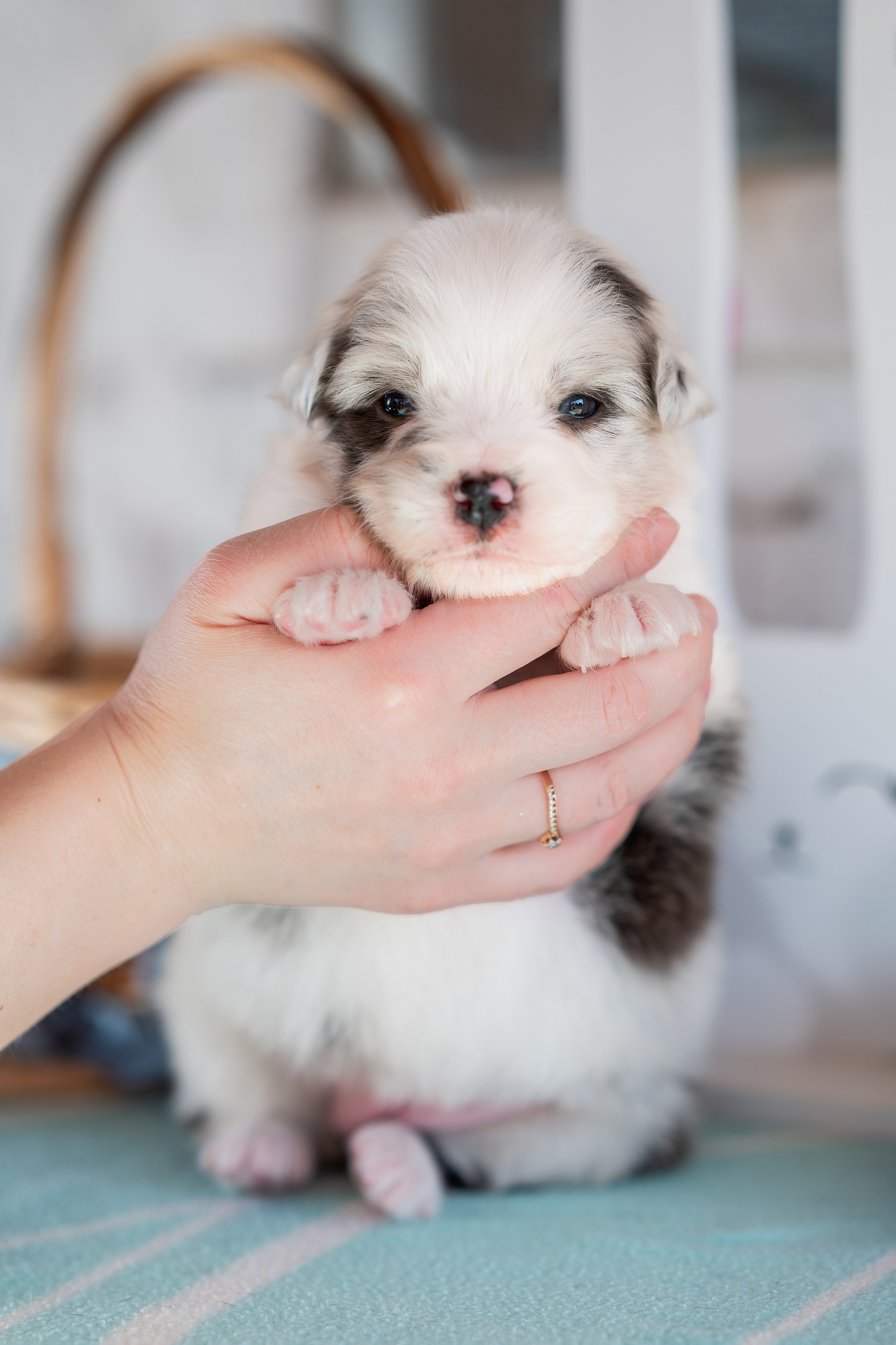 Заводчик Влада Эльман. Творческий фотограф Вологда