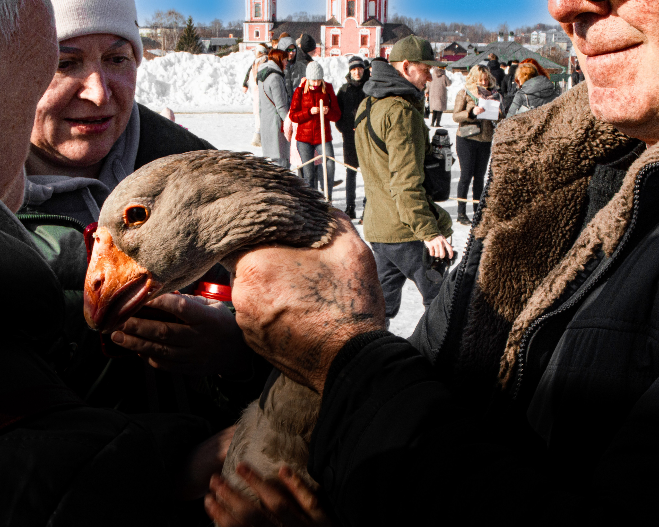 Goose show. Suzdal, 2023.
