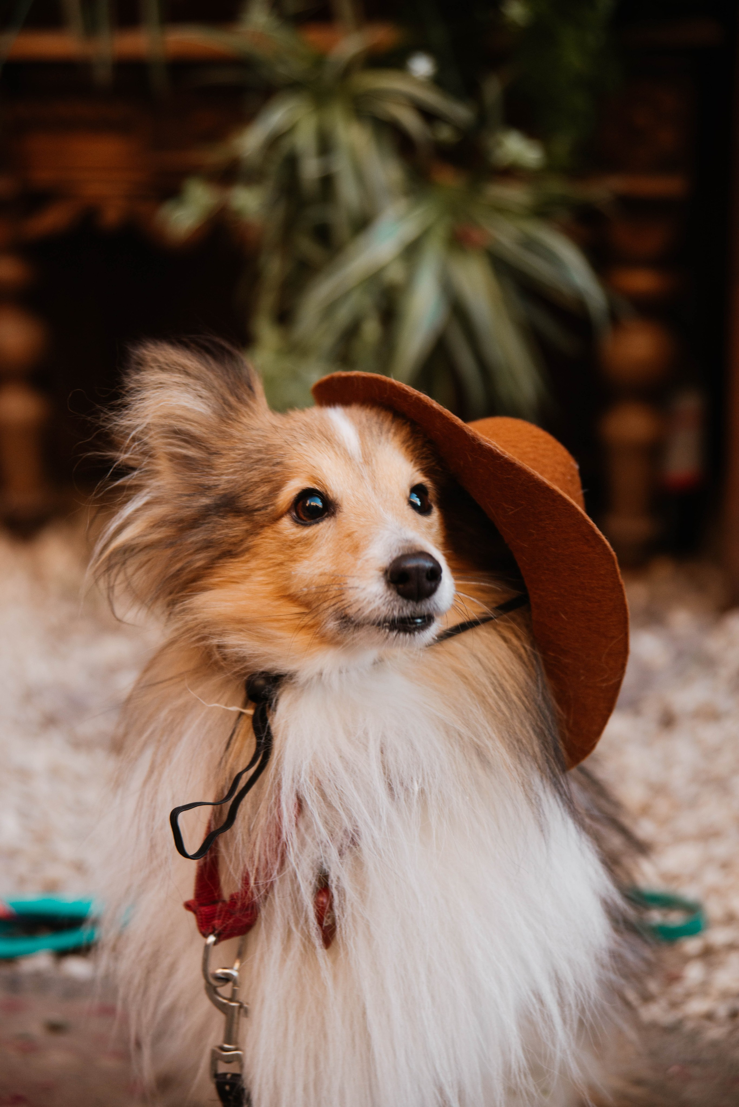 Дог-вечеринка на летнике «Кутёж». Ксения Glossa. Портретный и репортажный фотограф в Самаре