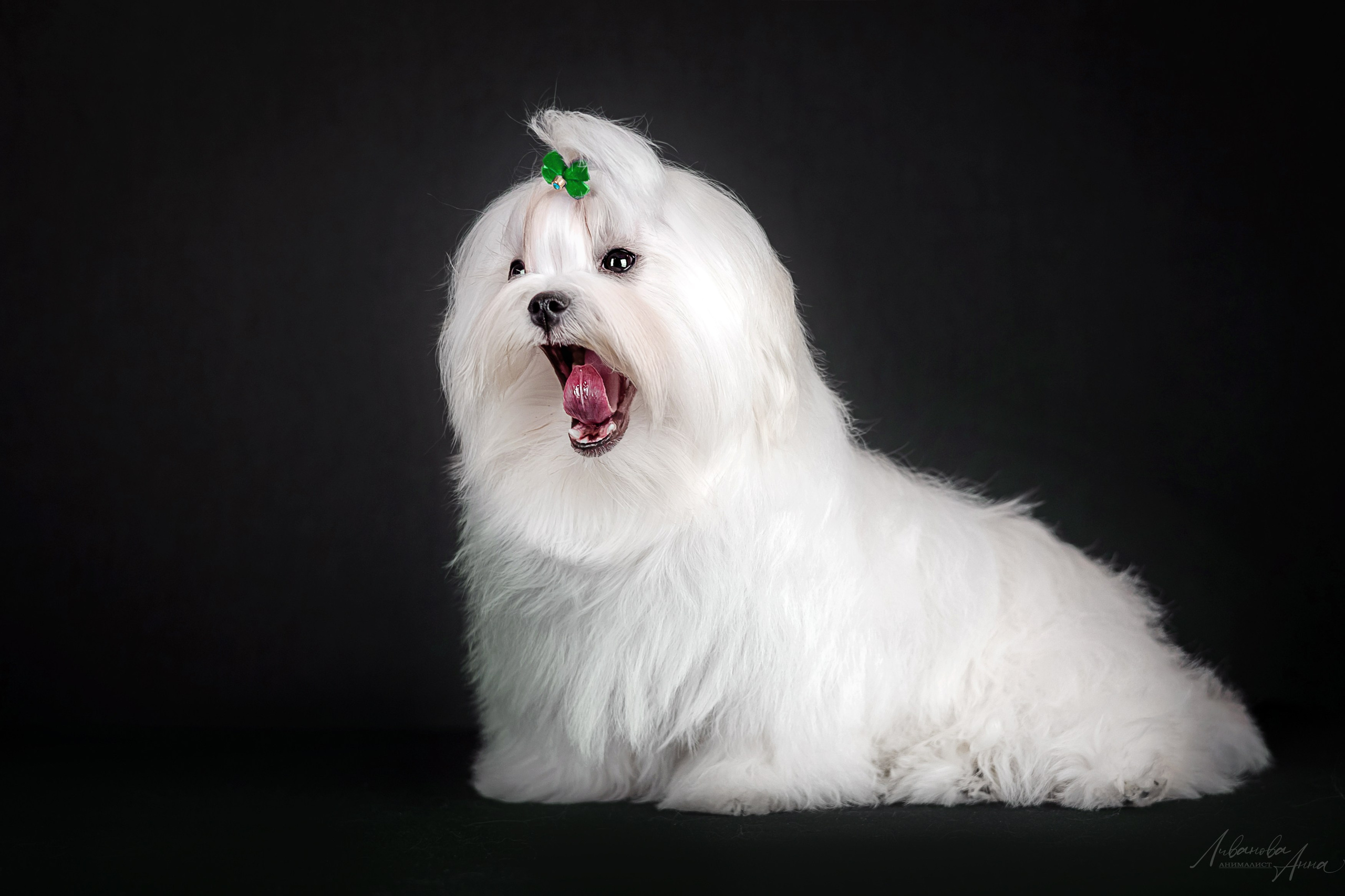 Мальтезе. Фотограф анималист Аня Ливанова | Рыбинск