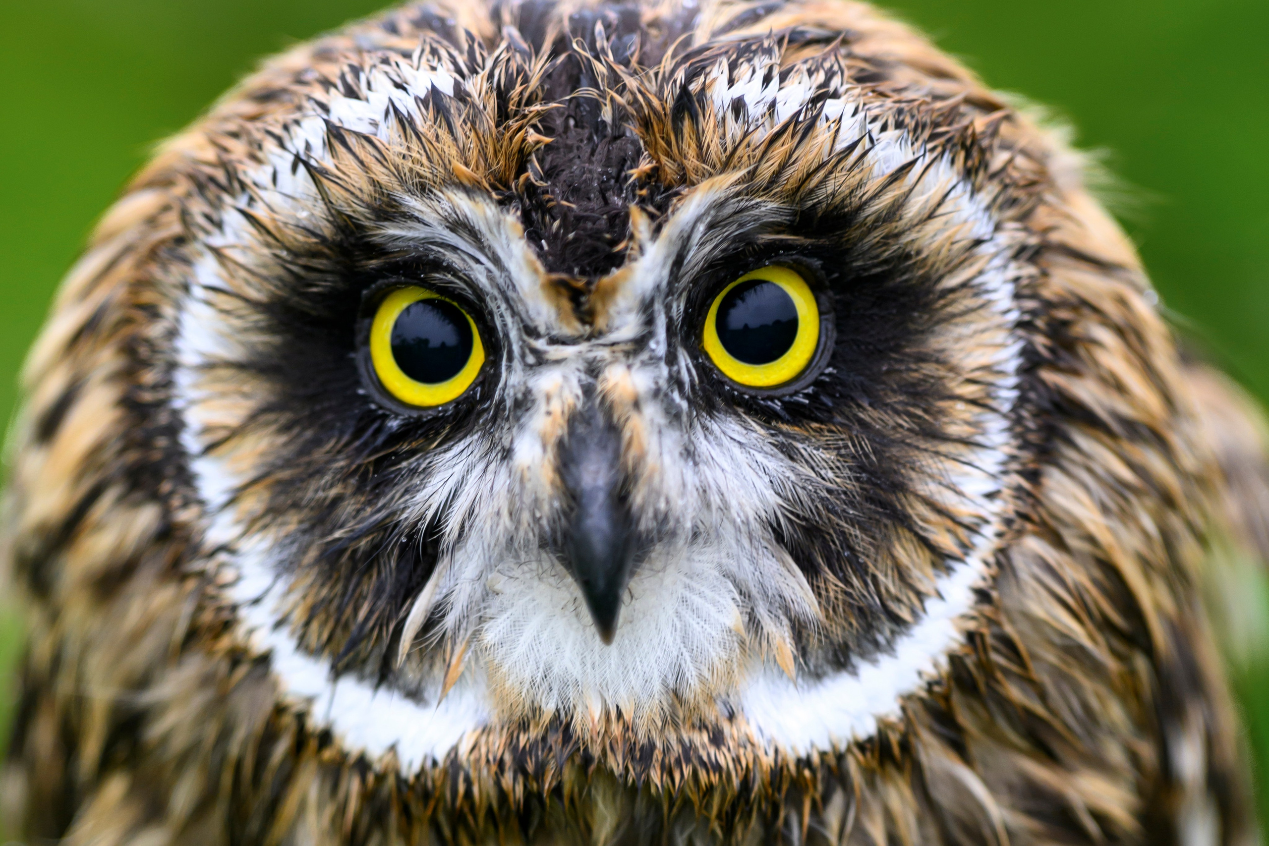 Short eared owl. Wildlife photography by Sergey Puponin