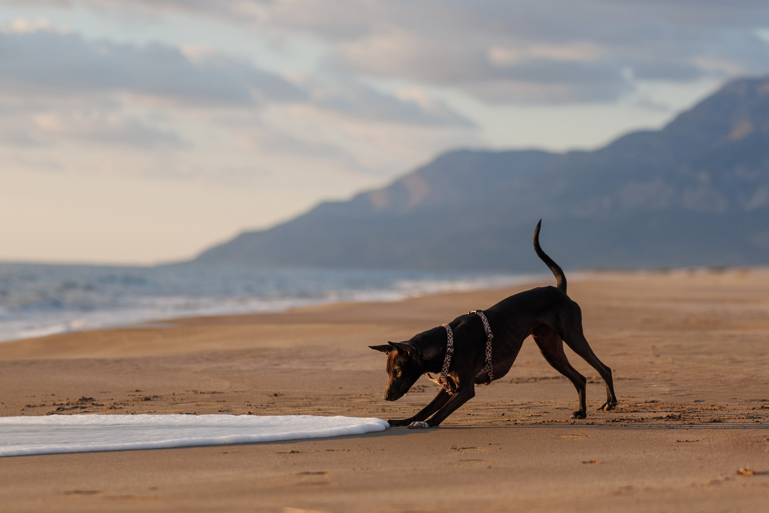 Финик. Фотограф анималист в Казани Алина Сулейманова. Фотограф животных