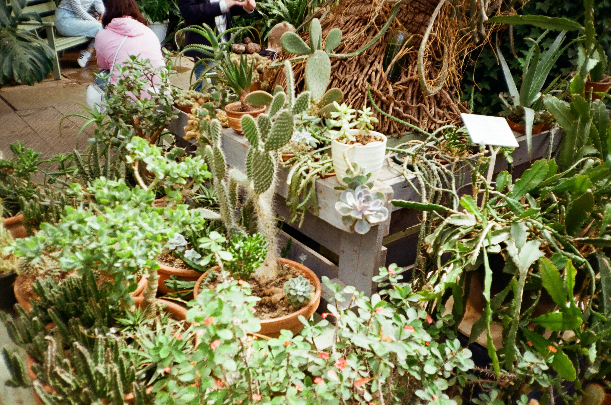 Пленка № 6. Фотограф Скворцова Дарья