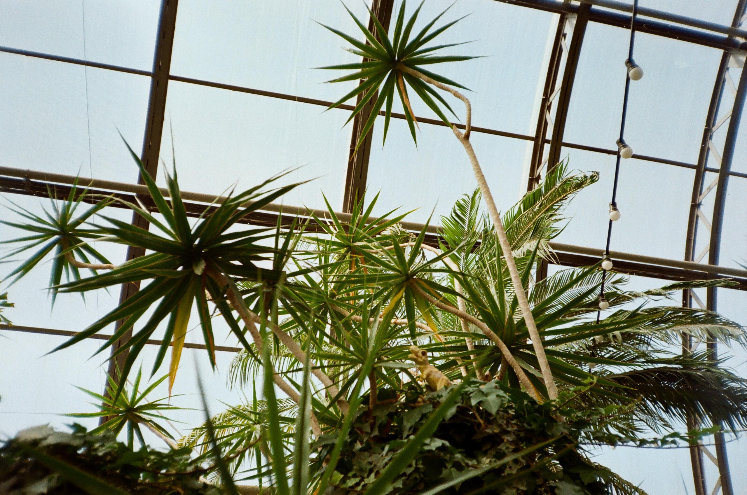 Пленка № 6. Фотограф Скворцова Дарья