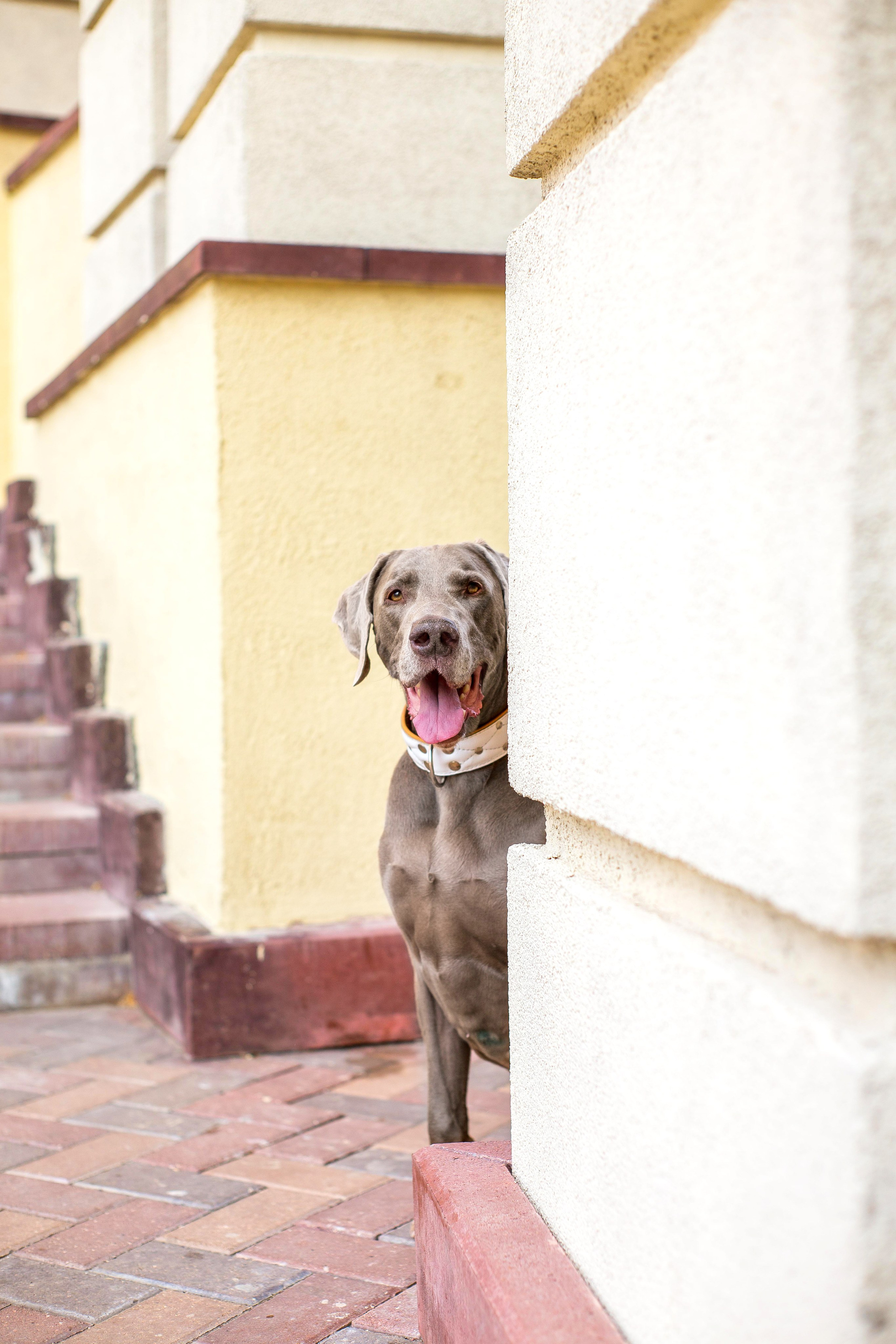 Евгения и Данте. Https://moshkovaphoto.ru/