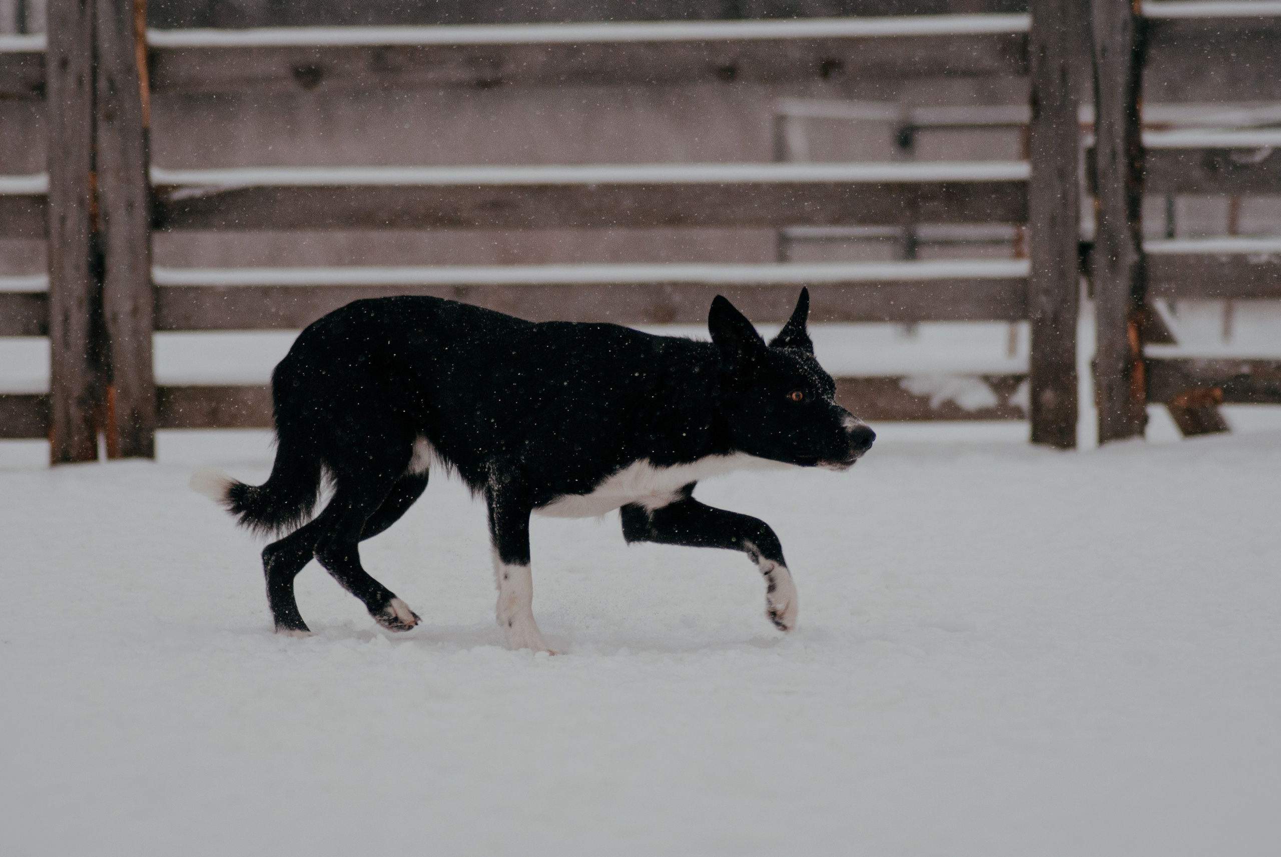 Пастьба. Фотограф в Тюмени Лизавета Сапицкая