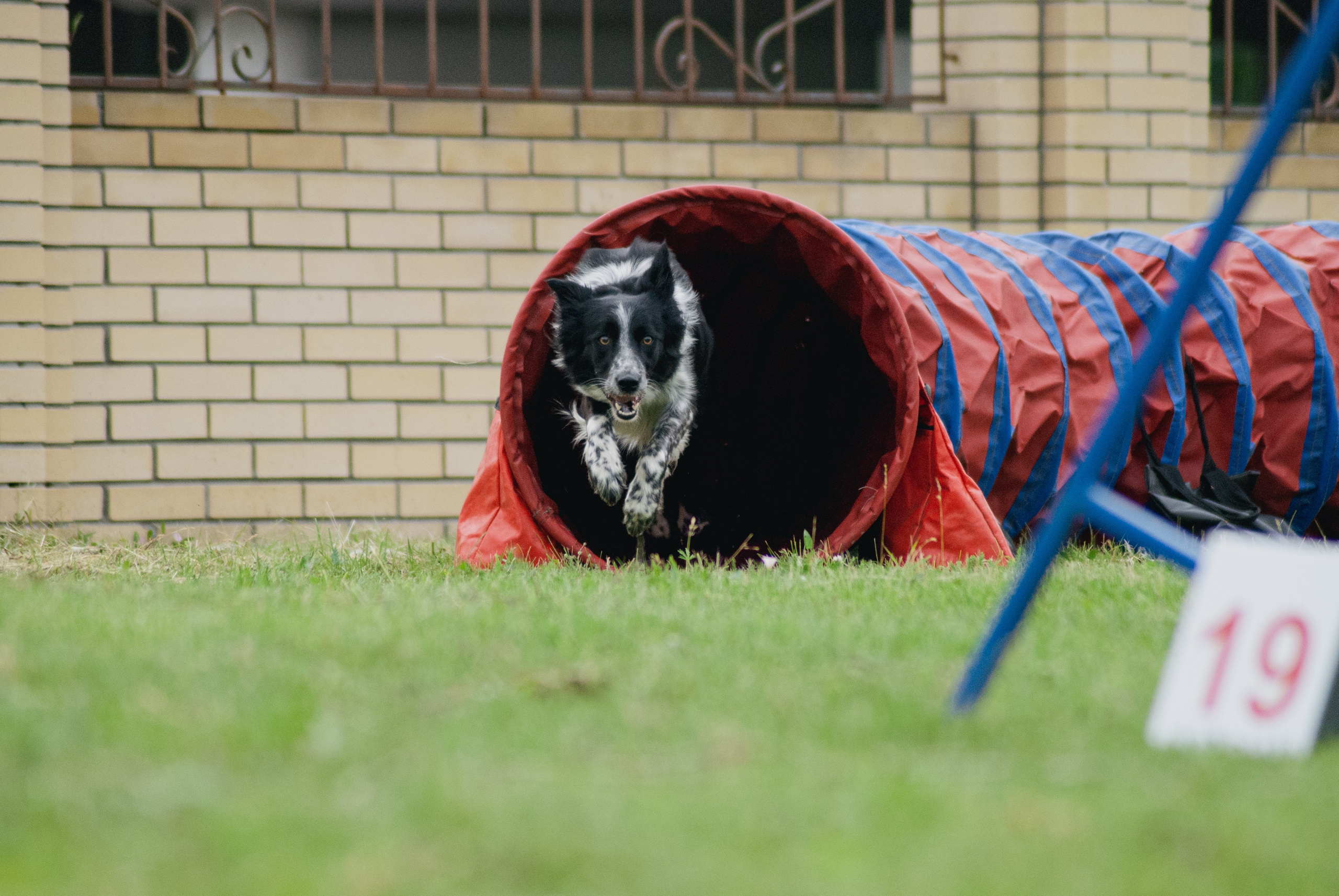 Аджилити. Фотограф в Тюмени Лизавета Сапицкая