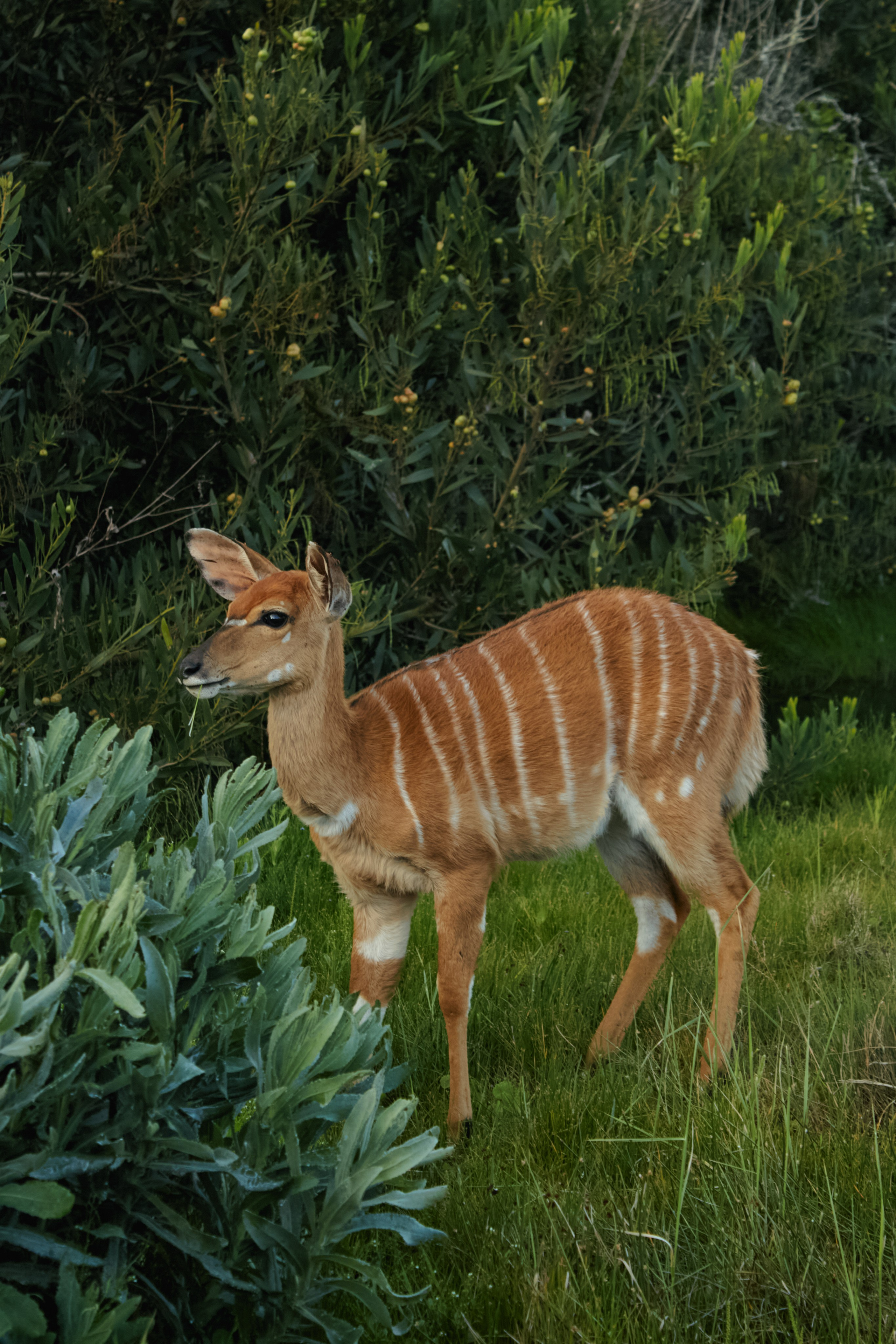 ЮАР. Профессиональный Фотограф во Владимире, в Москве и в Суздале — Полина Романычева