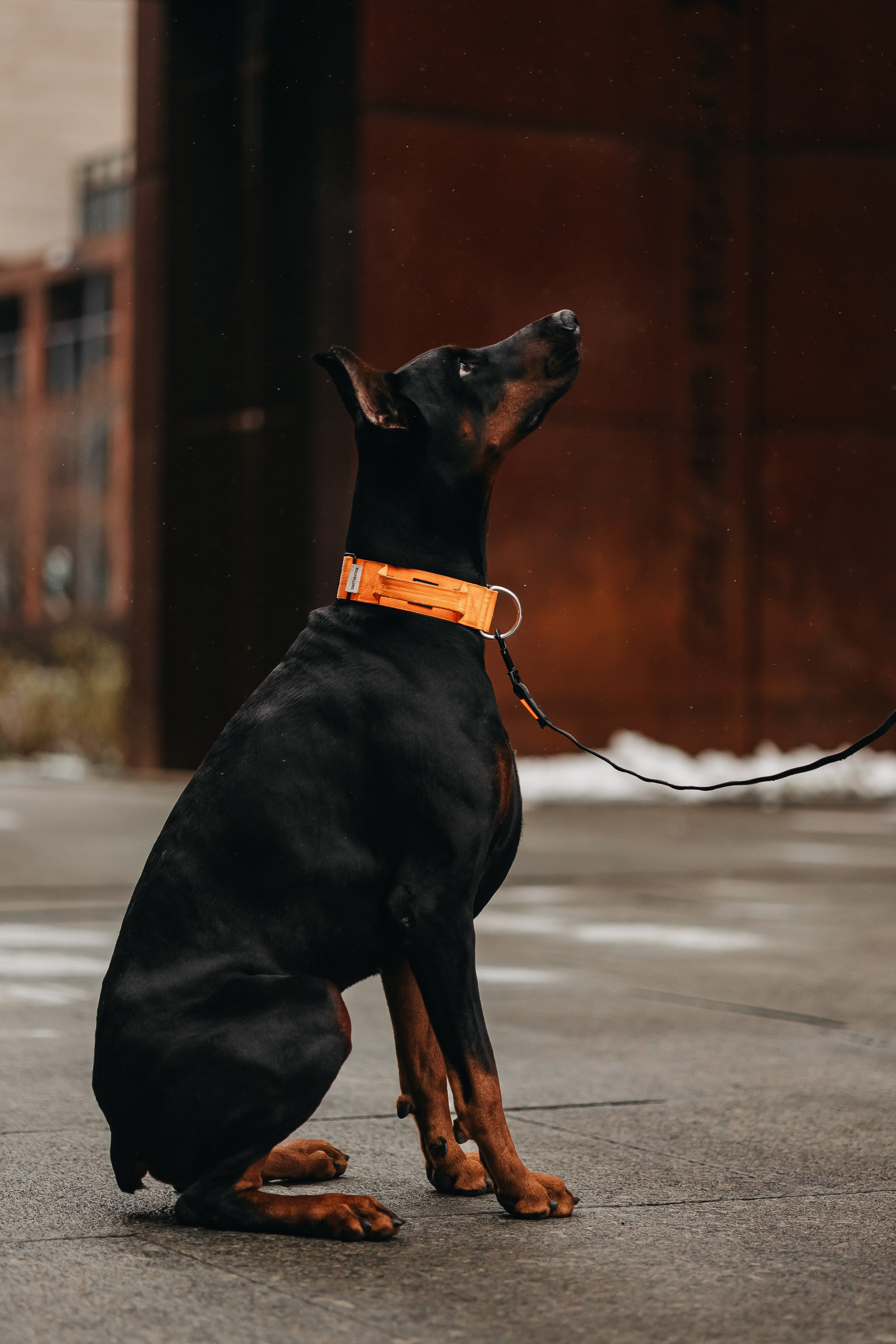 Дари и Гранд. Фотограф-анималист в Санкт-Петербурге Алина Яхонт
