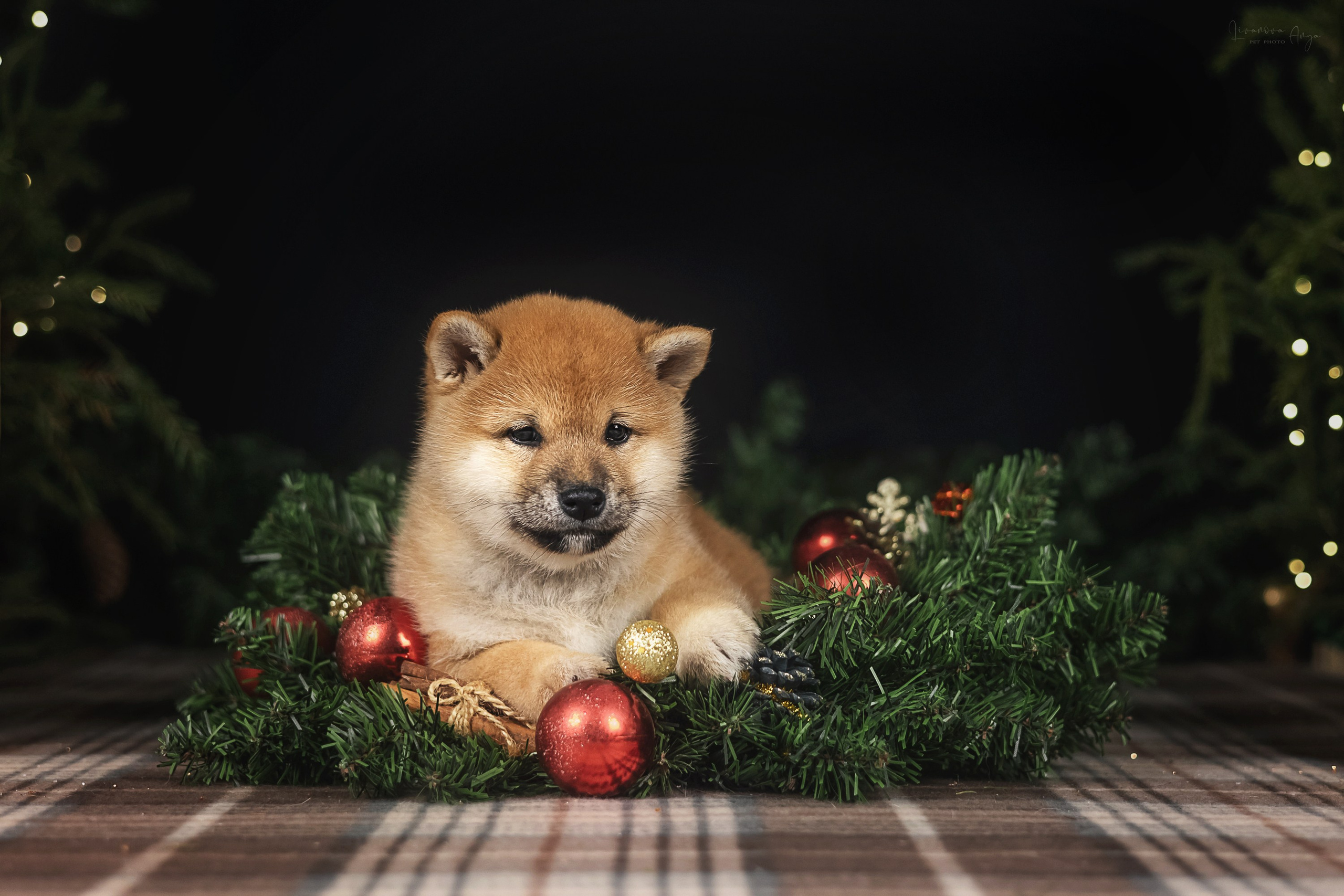 Фотодень_1 2025. Фотограф анималист Аня Ливанова | Рыбинск